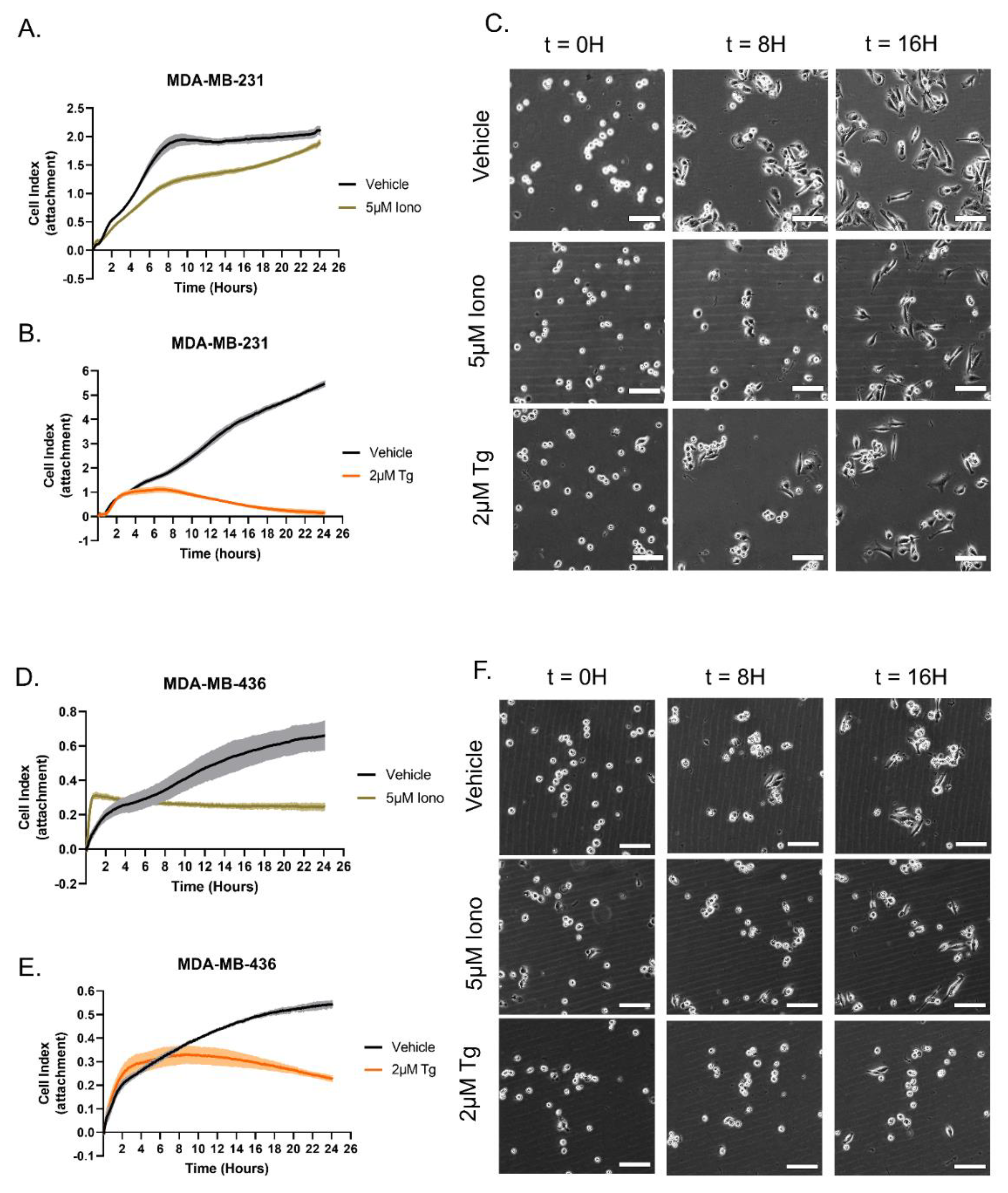 Cancers 15 00884 g004