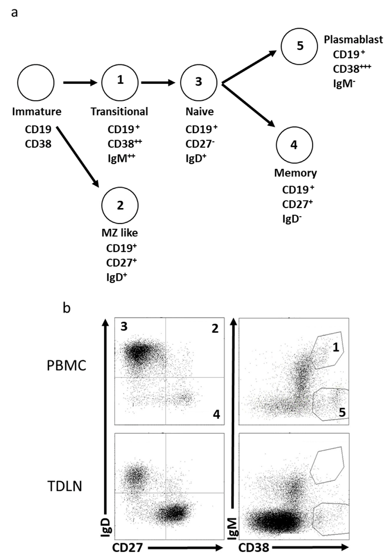 Cancers 15 00920 g001