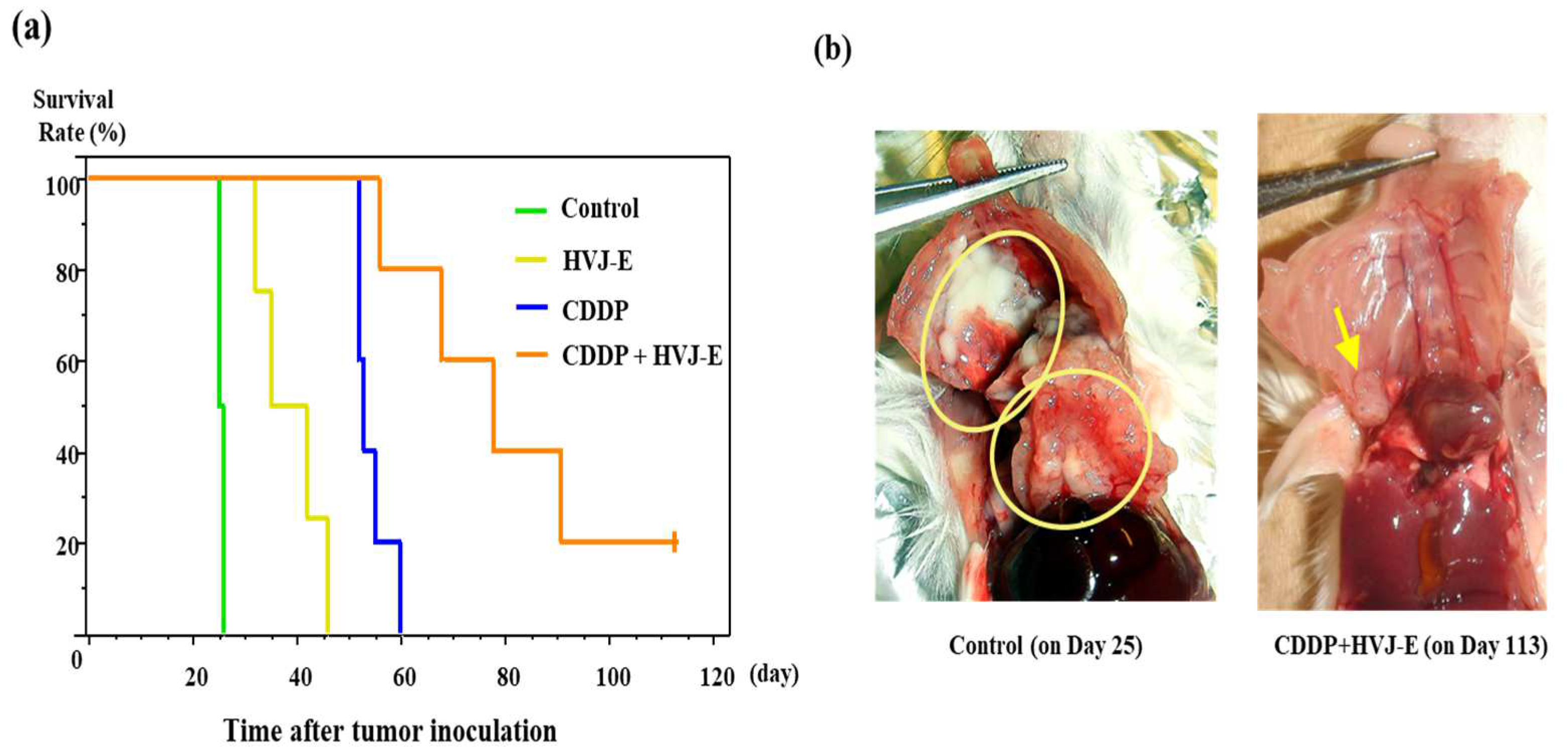 Cancers 15 00929 g002a