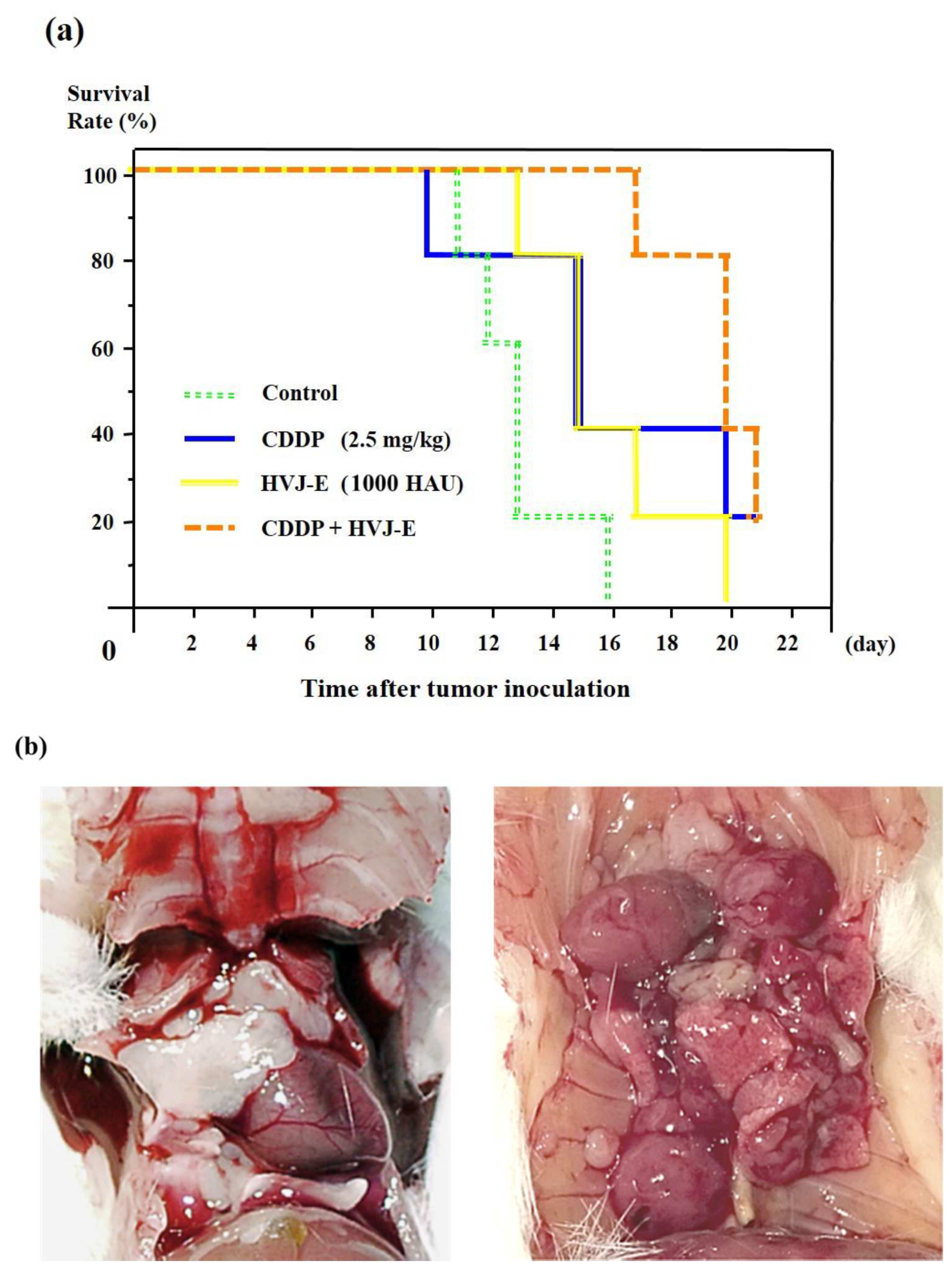 Cancers 15 00929 g003