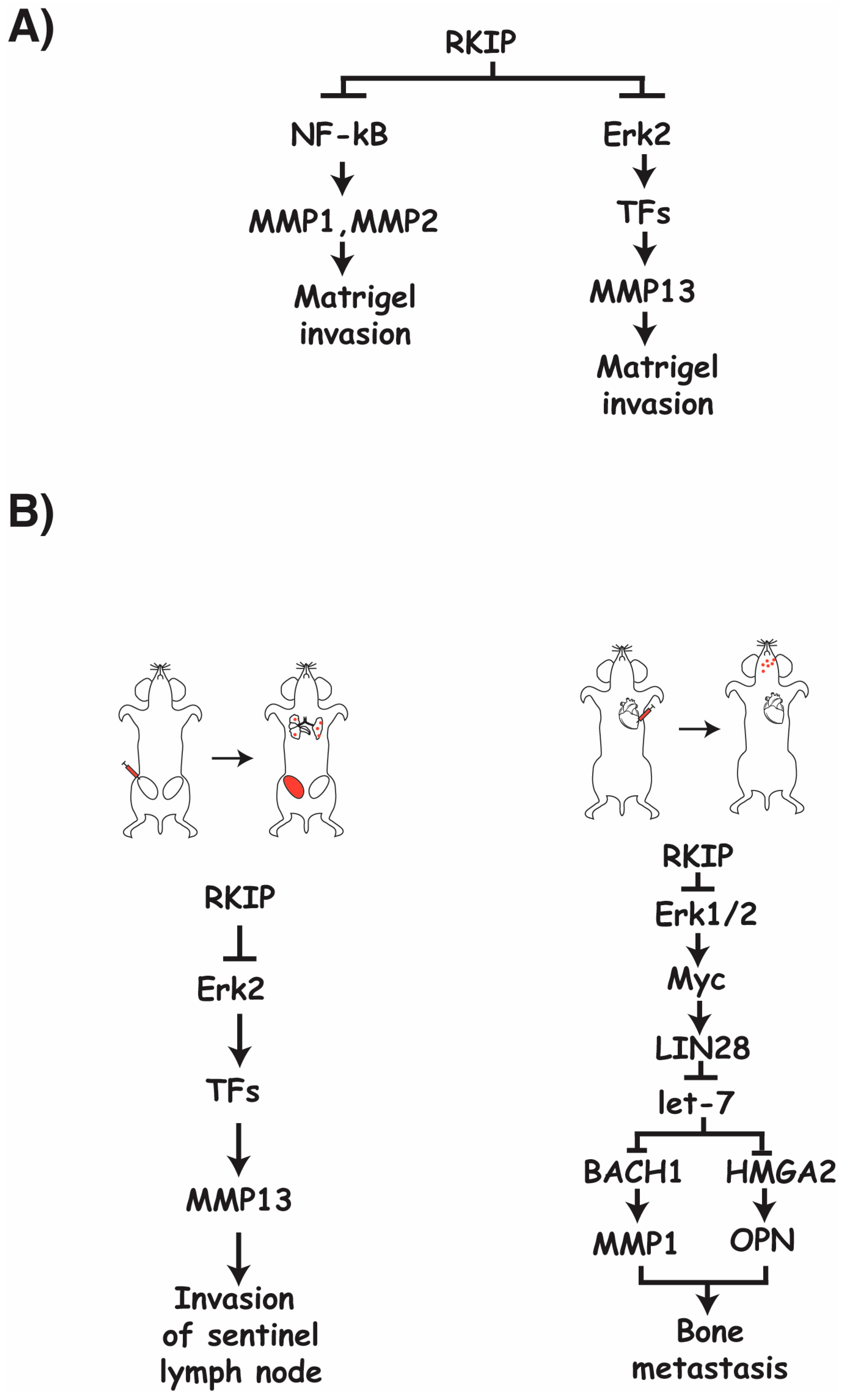 Cancers 15 00958 g001