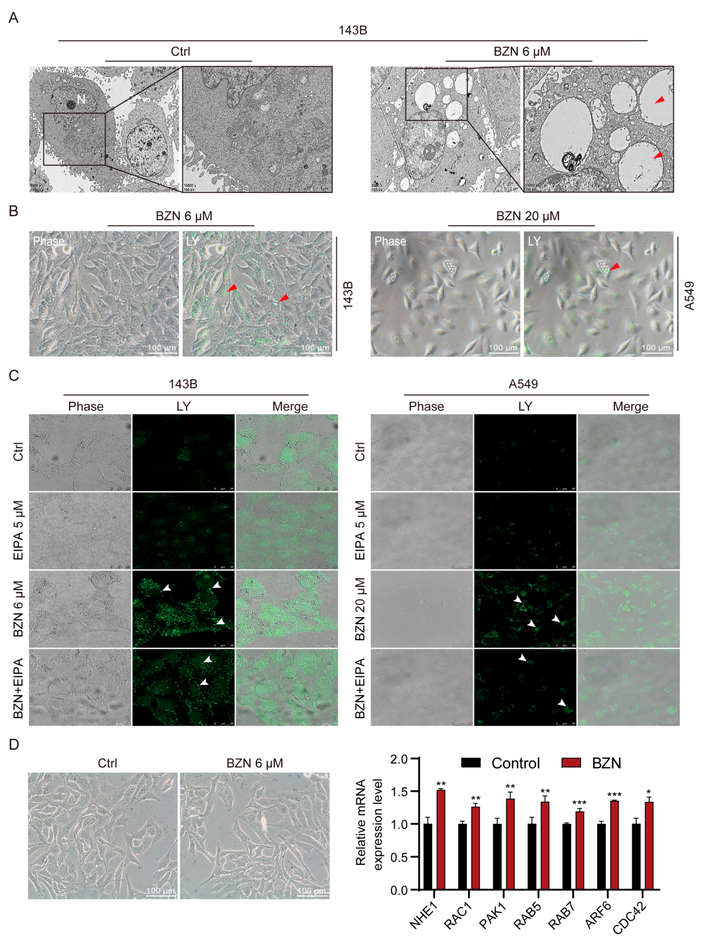 Cancers 15 00961 g007