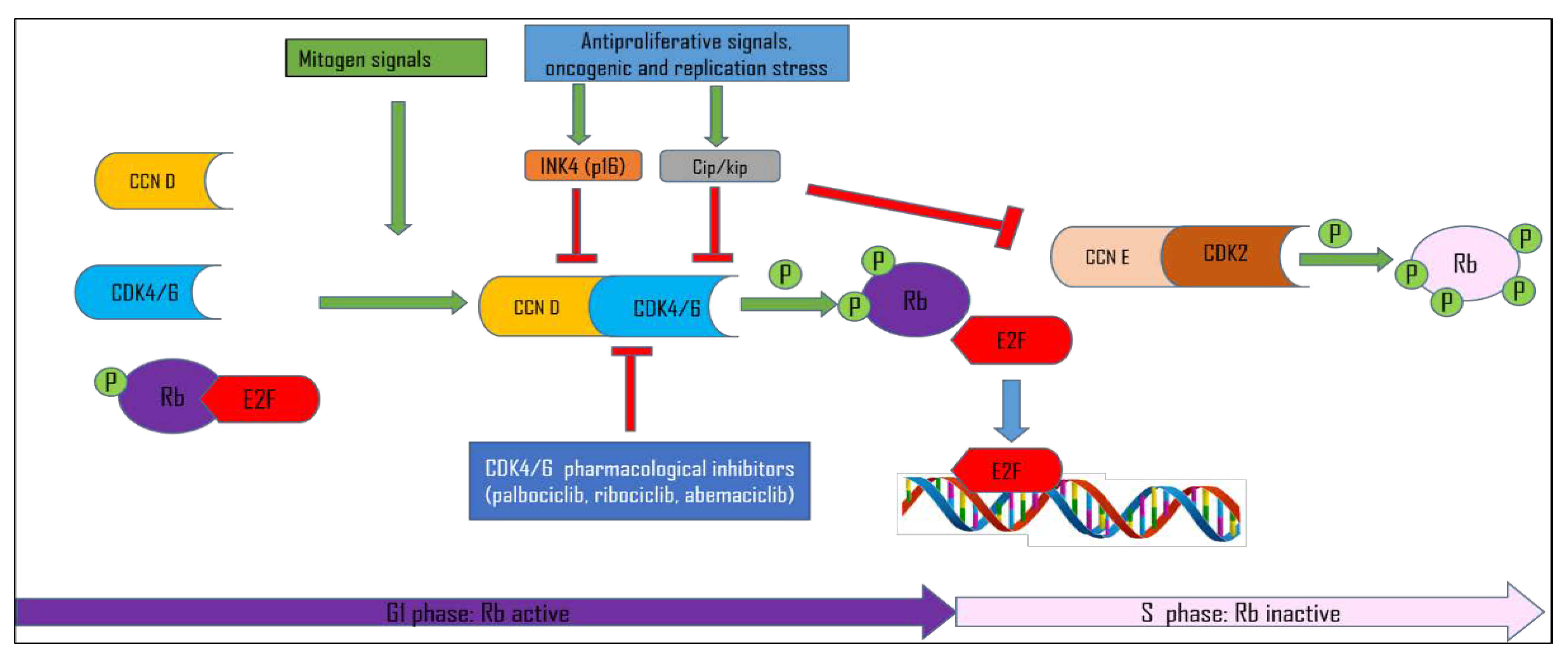Cancers 15 00968 g001