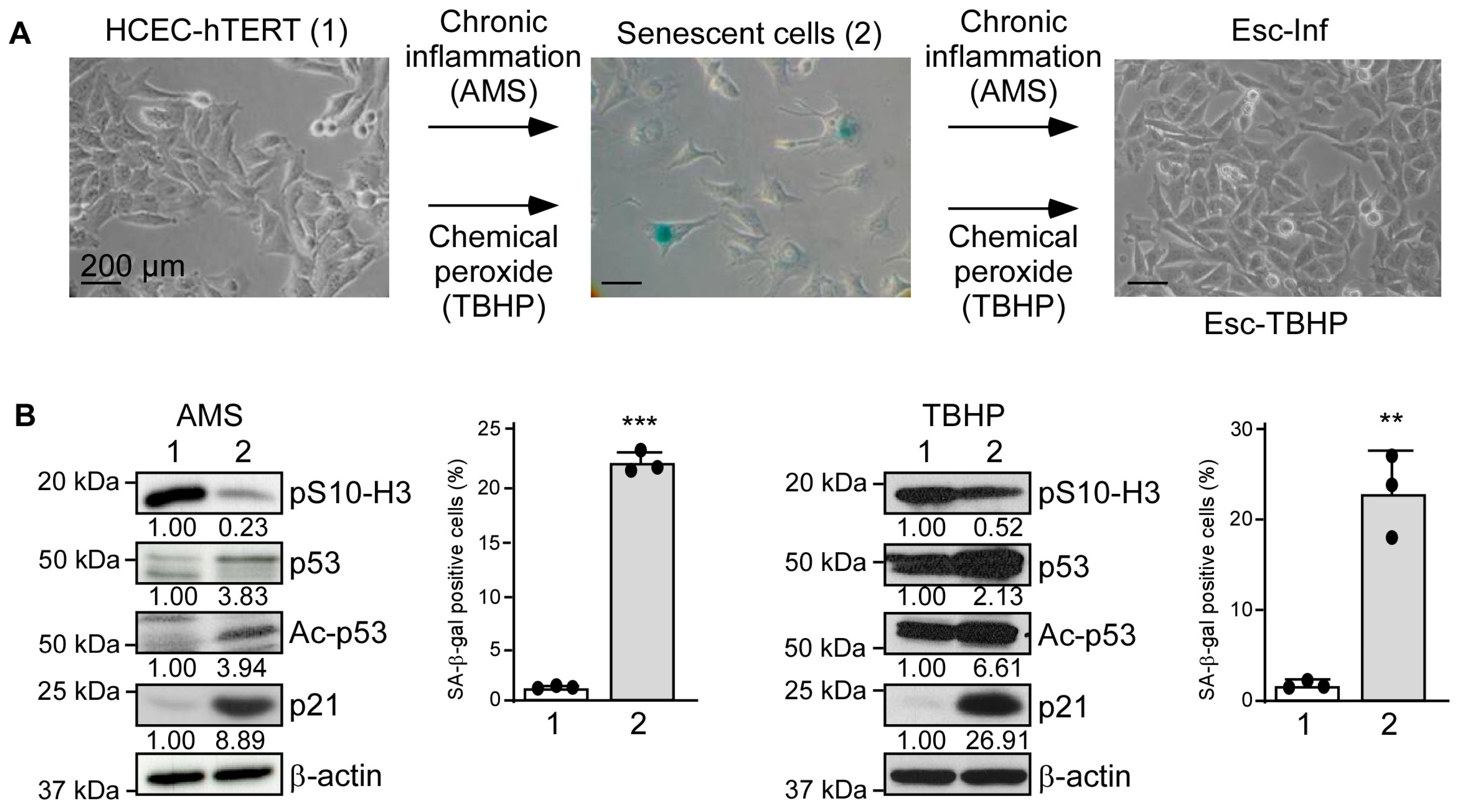 Cancers 15 00973 g001