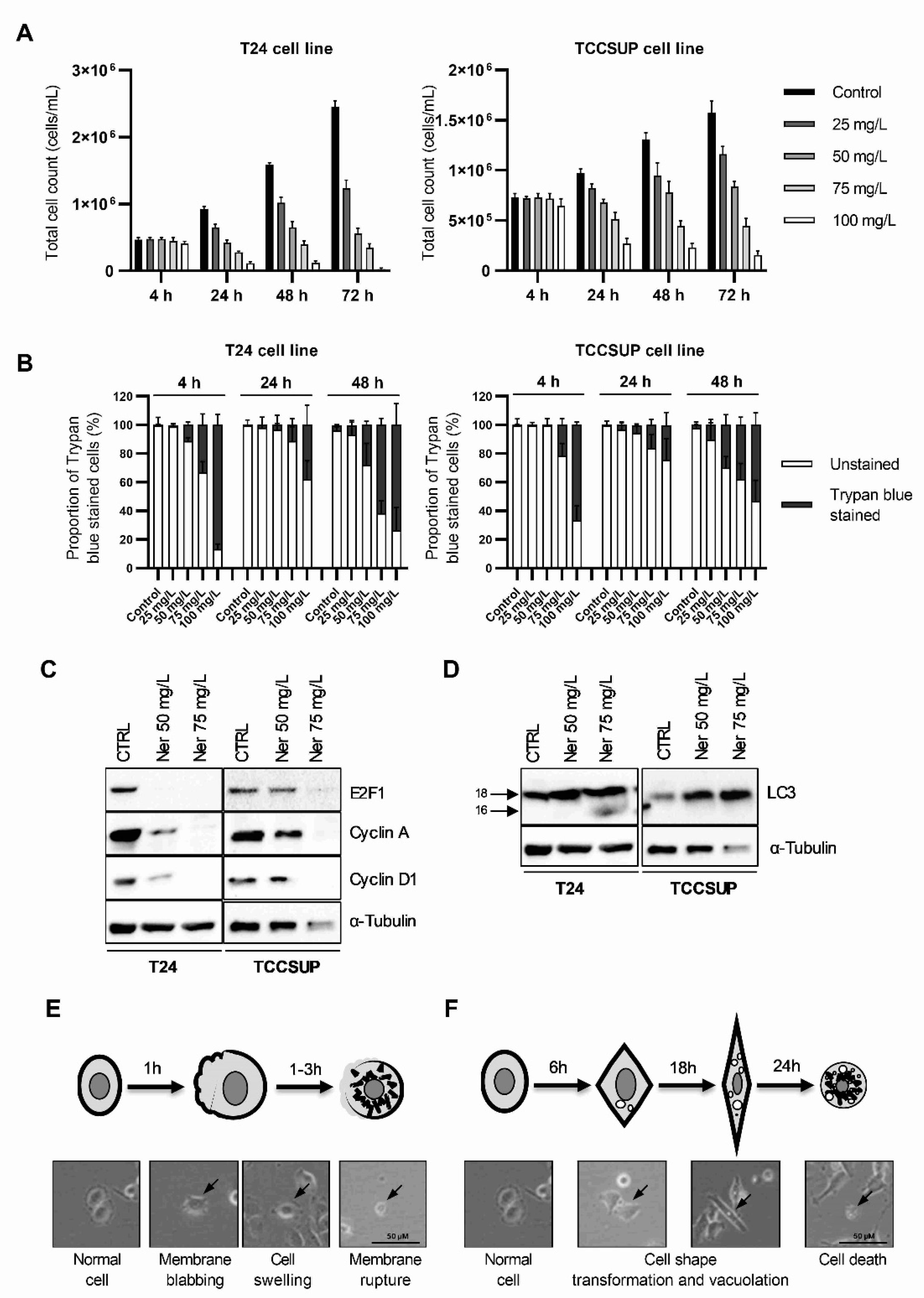 Cancers 15 00981 g001 Cancers 15 00981 g001