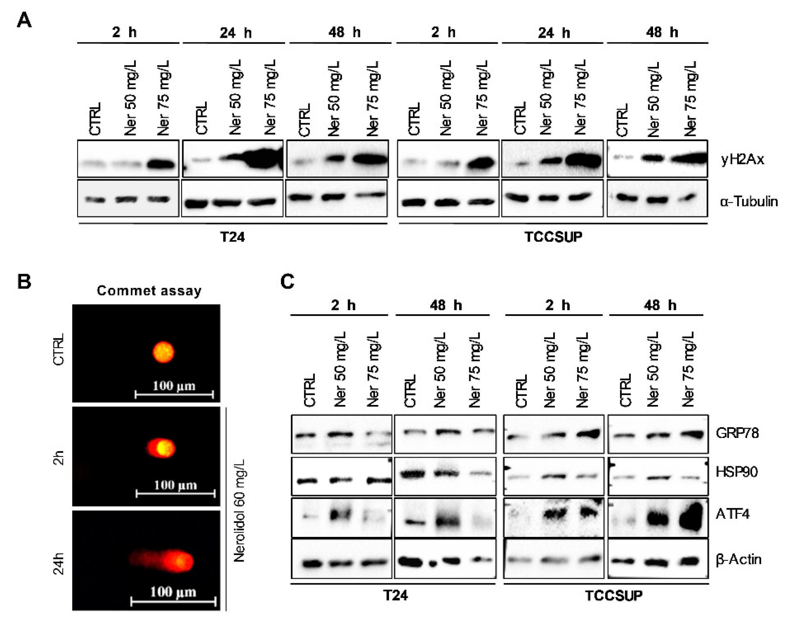 Cancers 15 00981 g002 Cancers 15 00981 g002