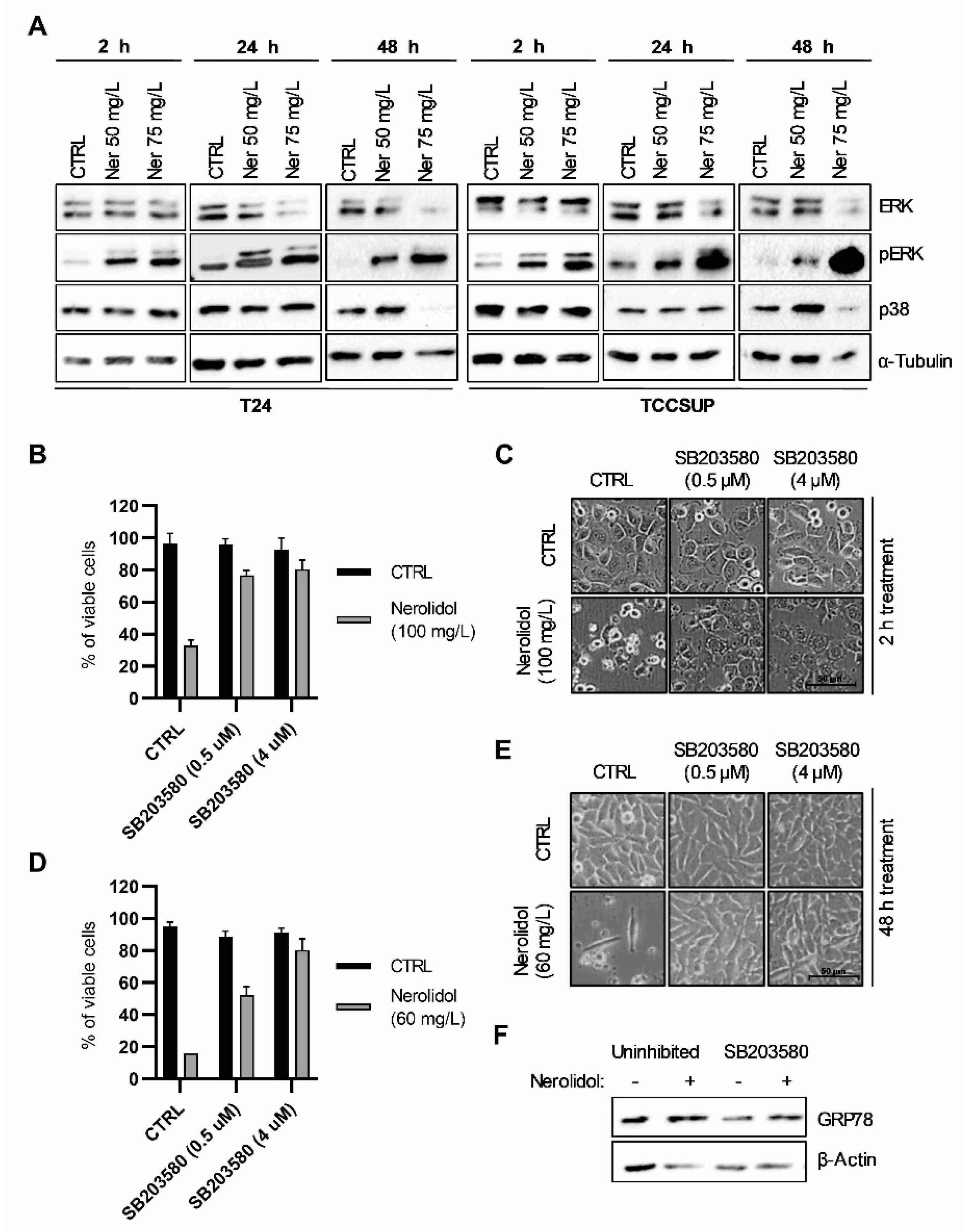 Cancers 15 00981 g005 Cancers 15 00981 g005