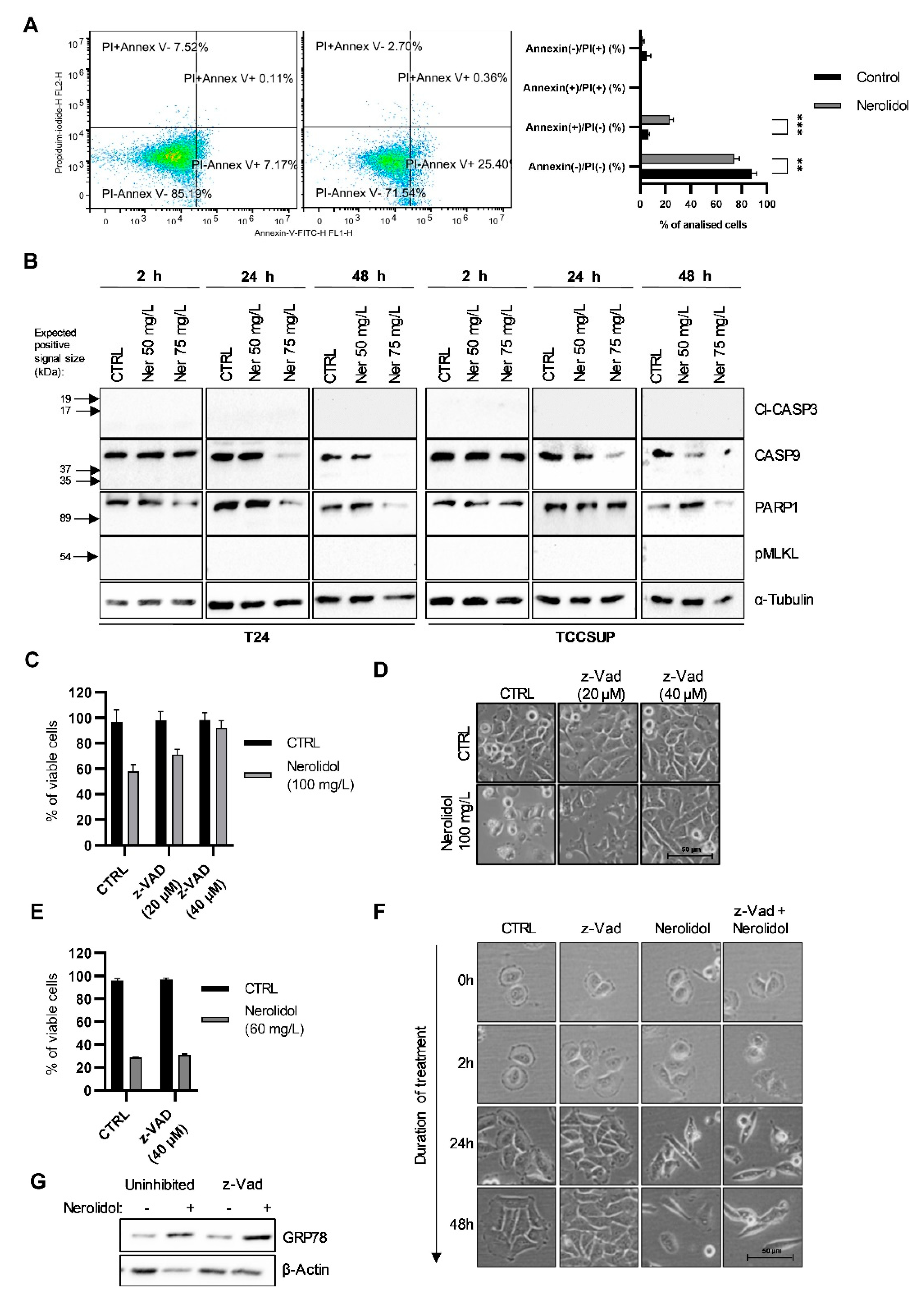 Cancers 15 00981 g007 Cancers 15 00981 g007