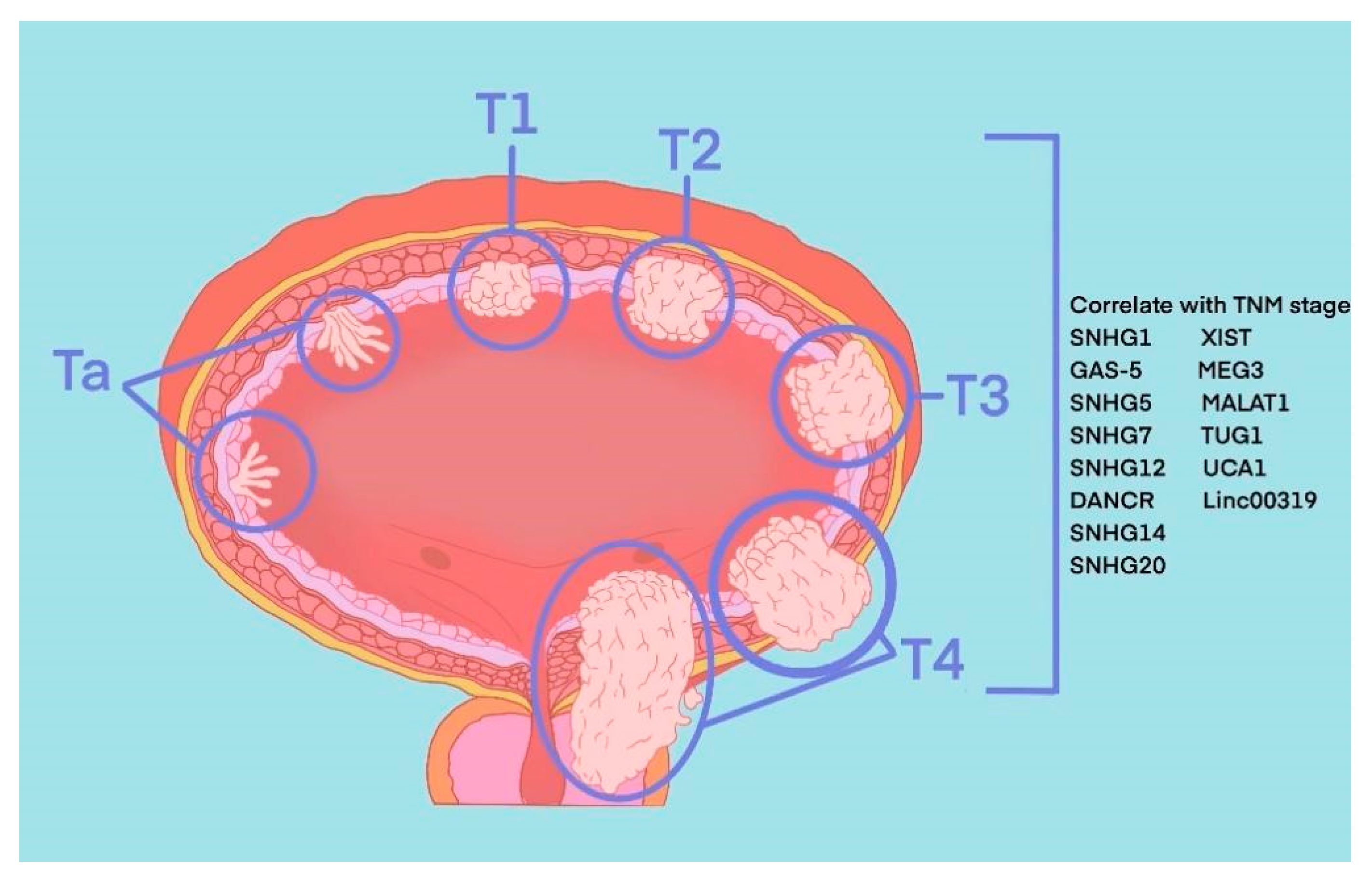 Cancers 15 01007 g001