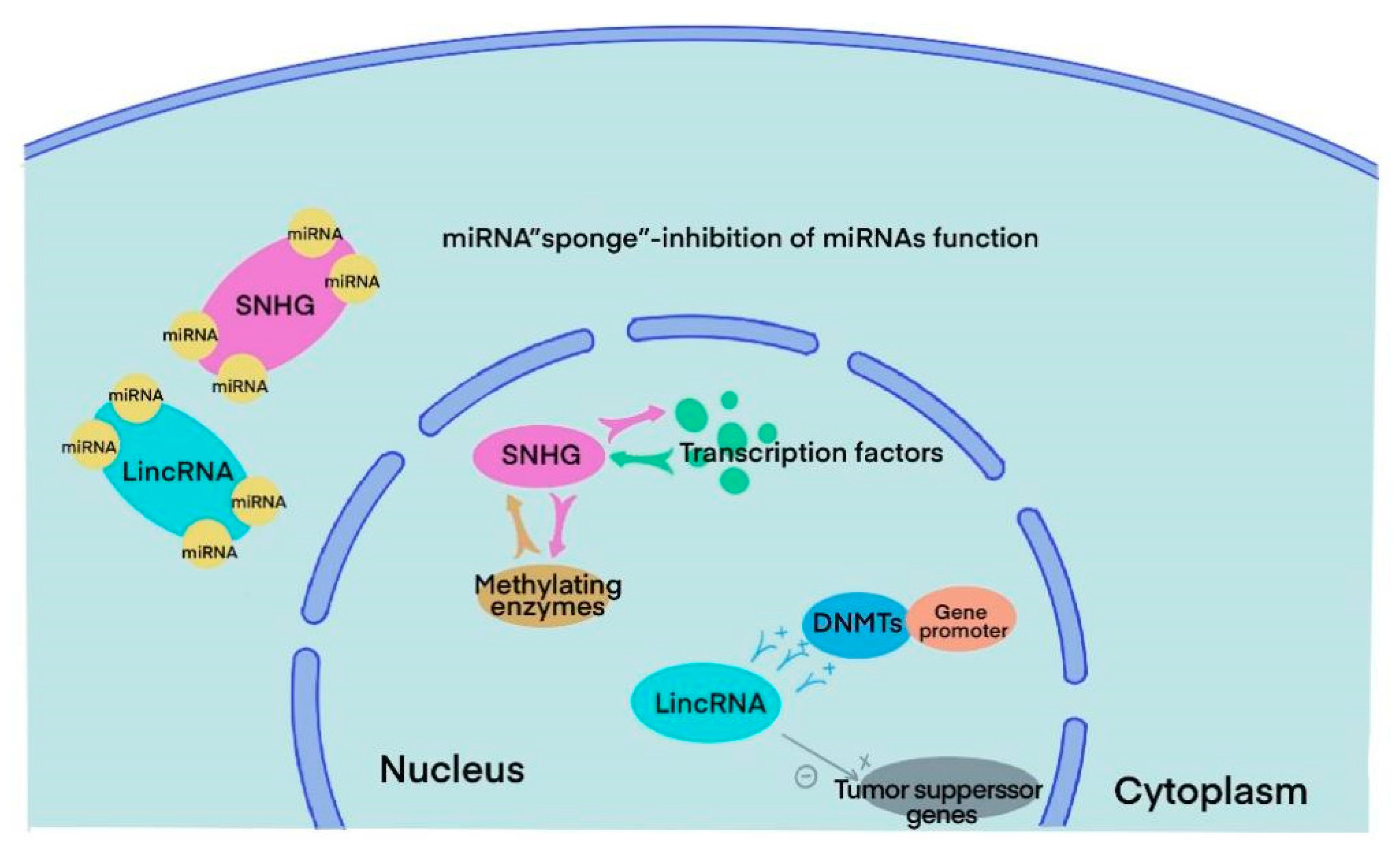 Cancers 15 01007 g003