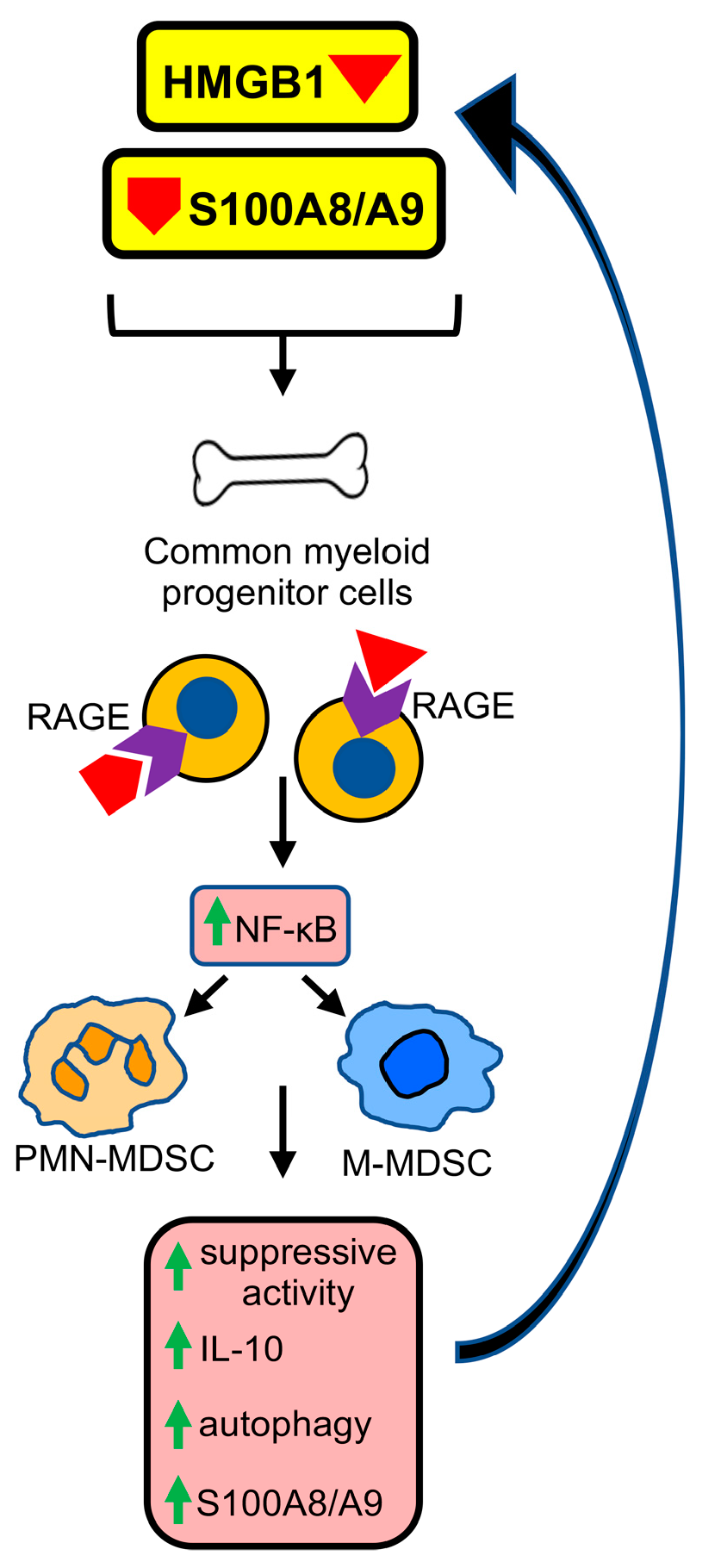 Cancers 15 01026 g001 Cancers 15 01026 g001