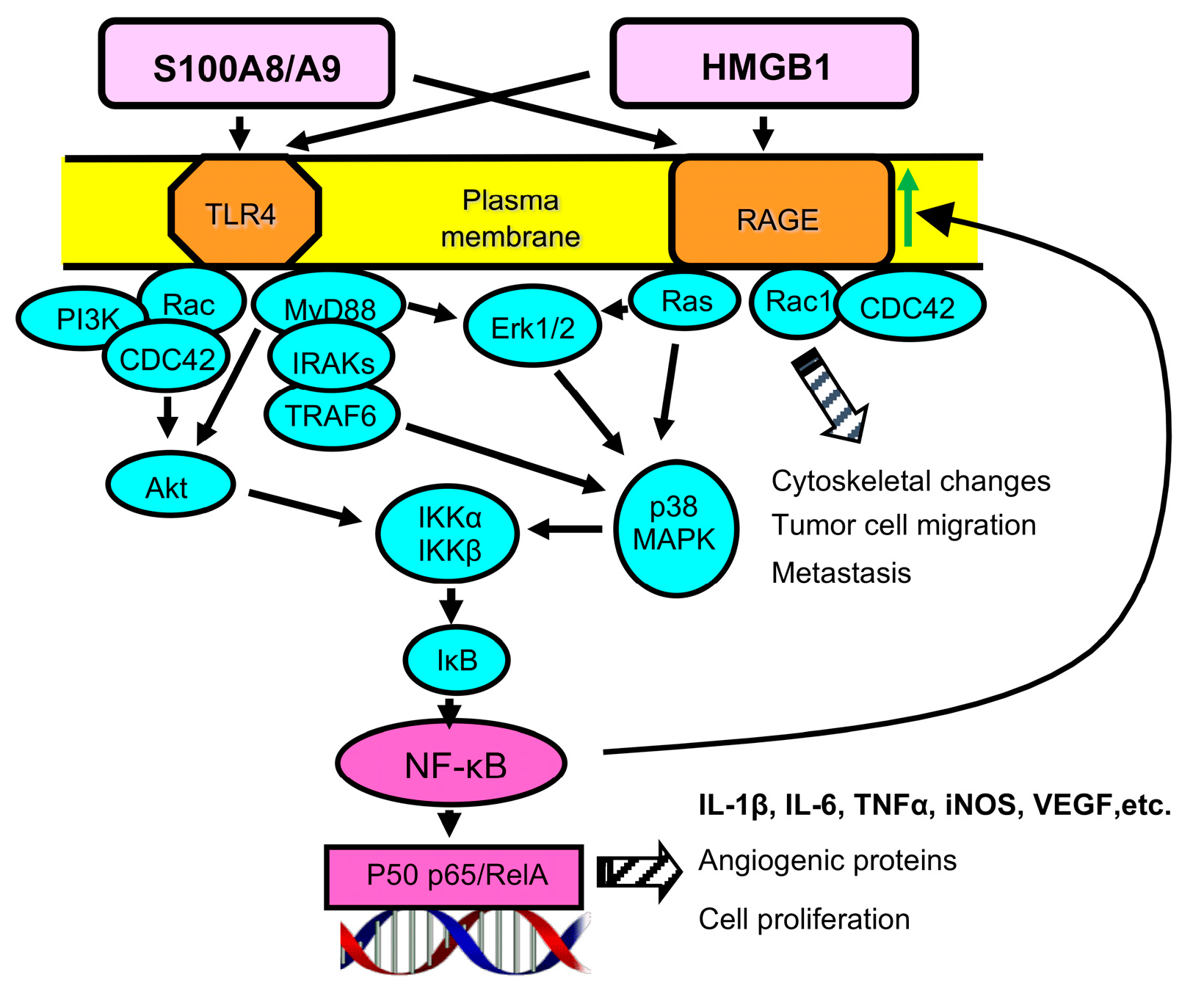 Cancers 15 01026 g002 Cancers 15 01026 g002