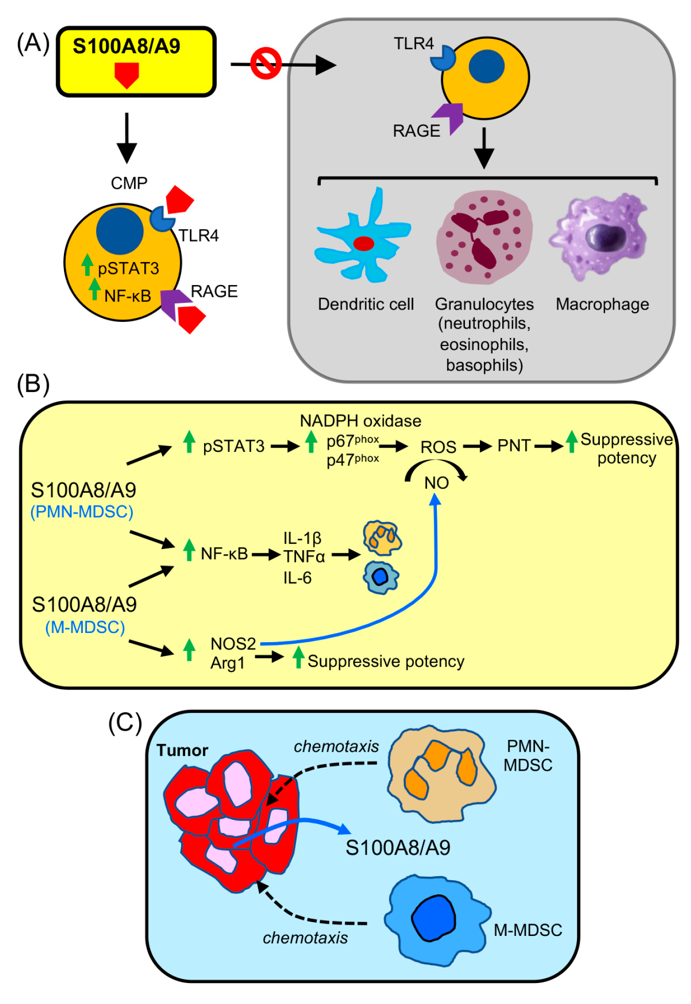 Cancers 15 01026 g003 Cancers 15 01026 g003