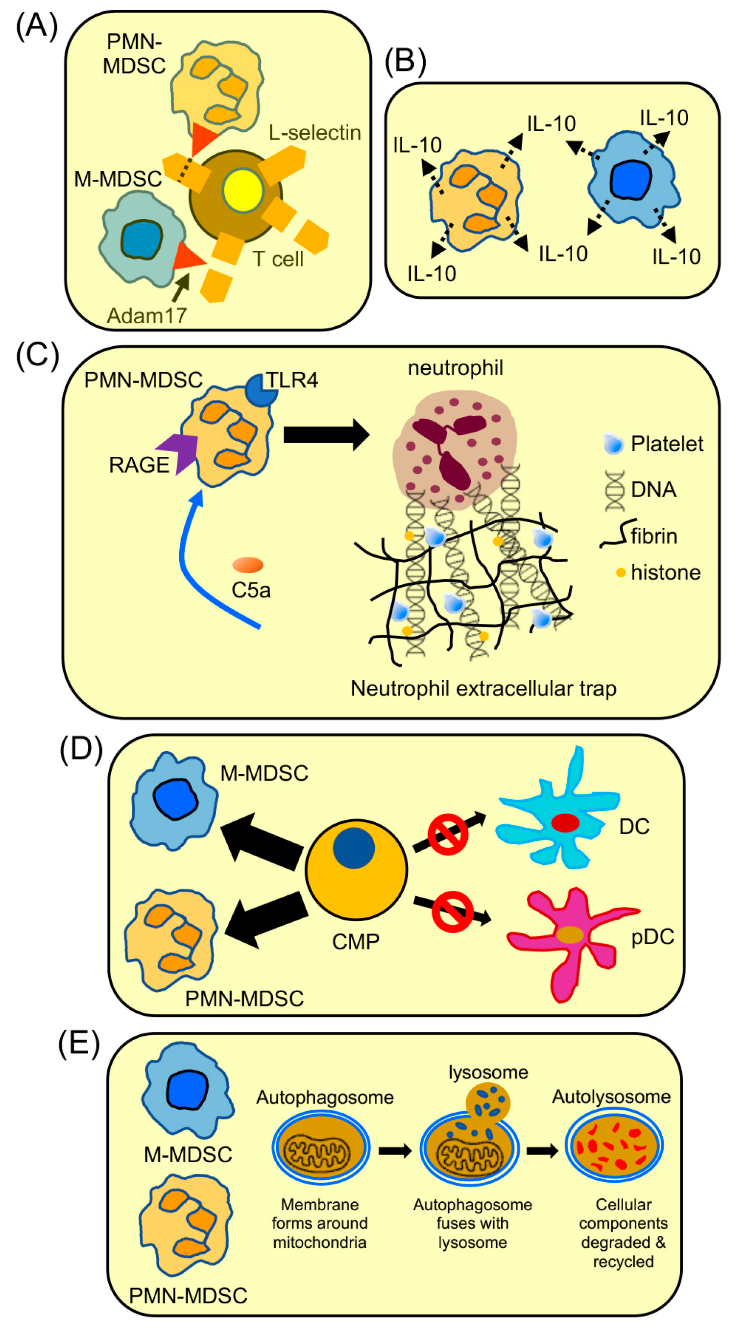Cancers 15 01026 g005 Cancers 15 01026 g005