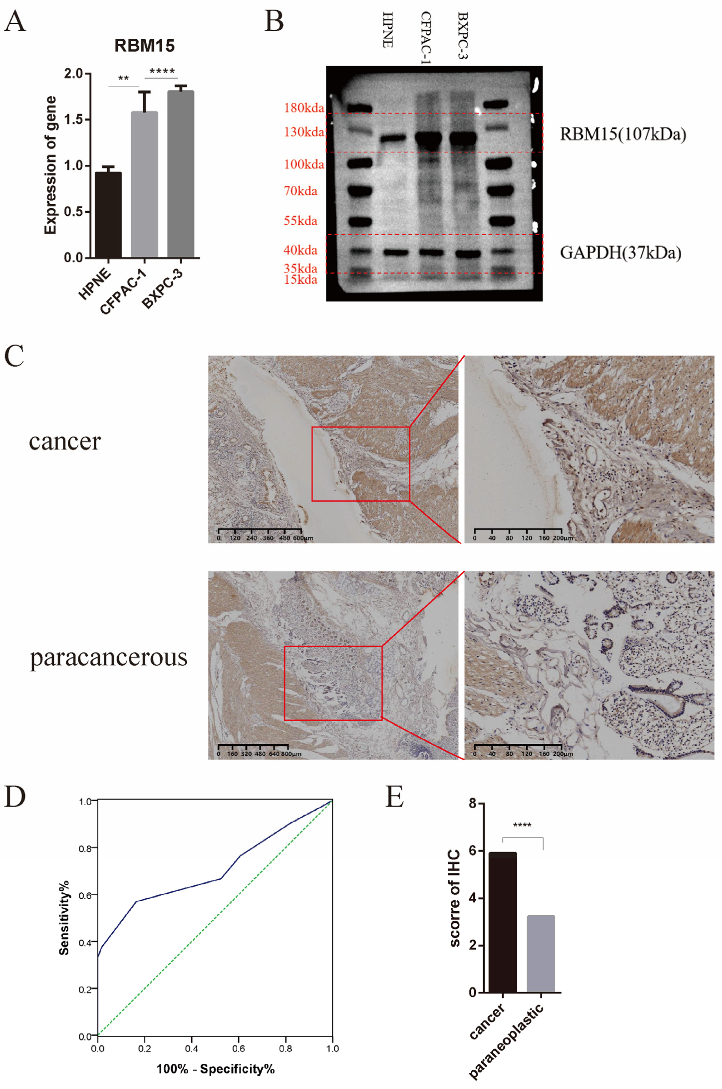 Cancers 15 01084 g006