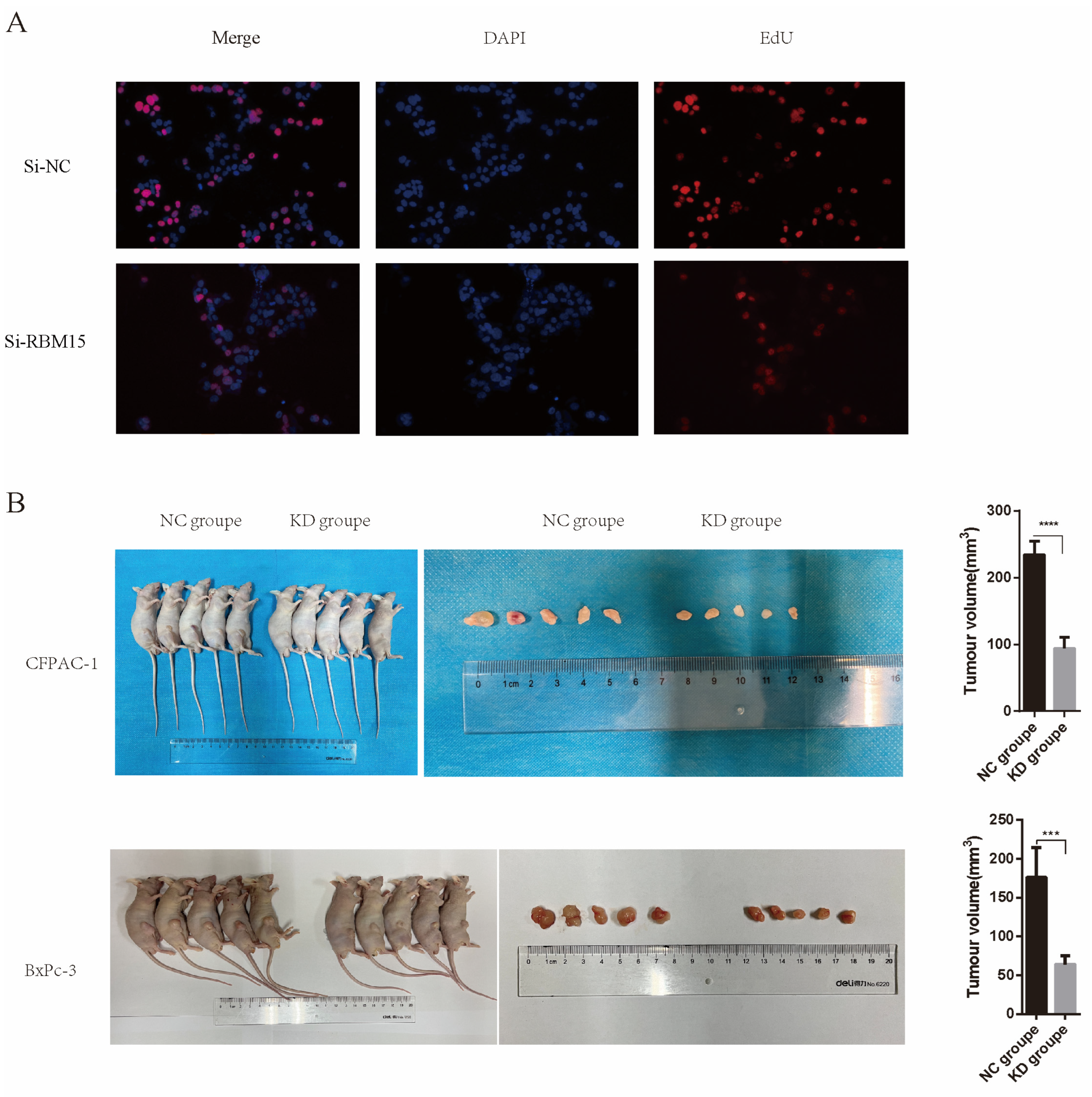 Cancers 15 01084 g008