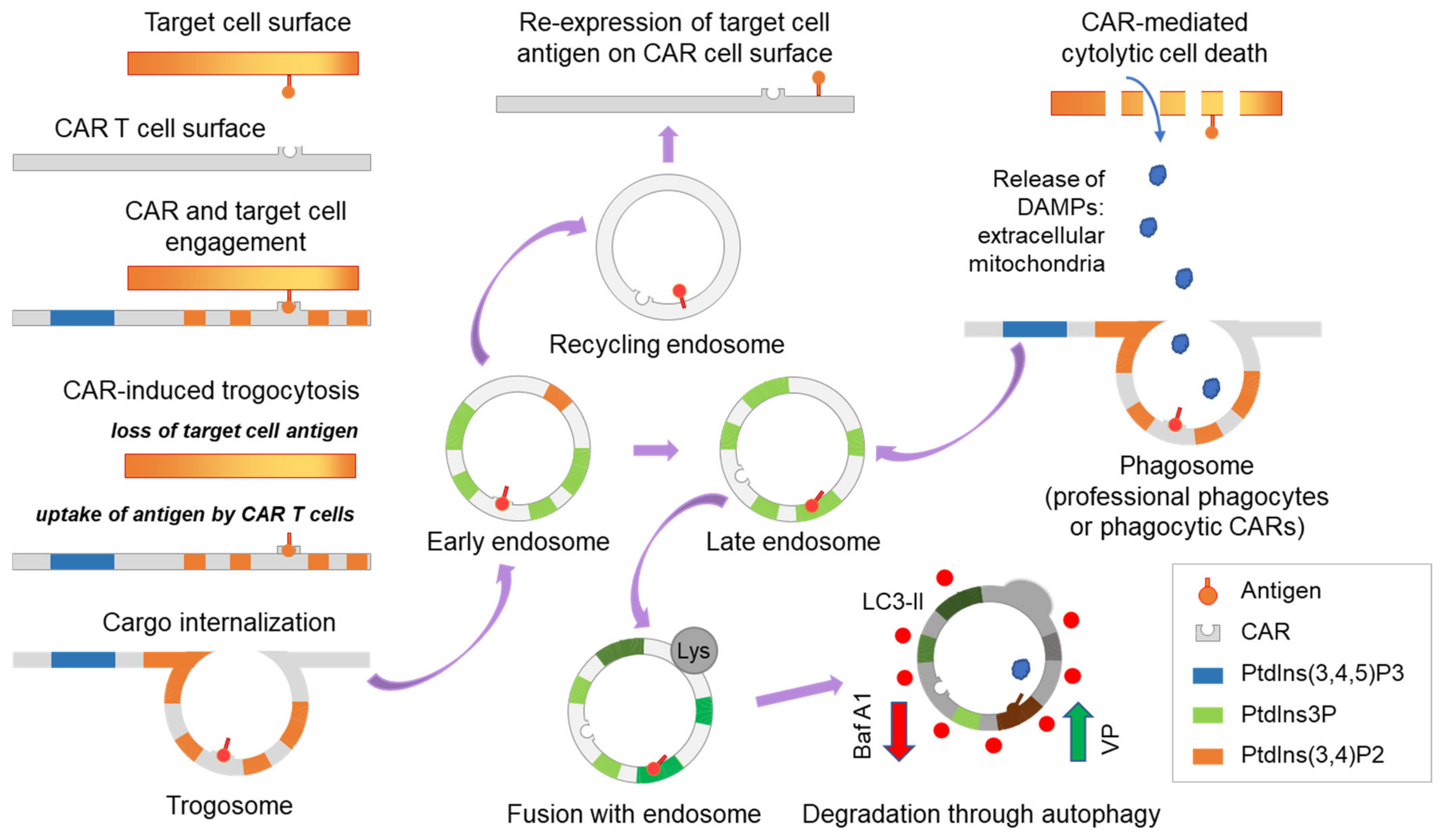 Cancers 15 01085 g004