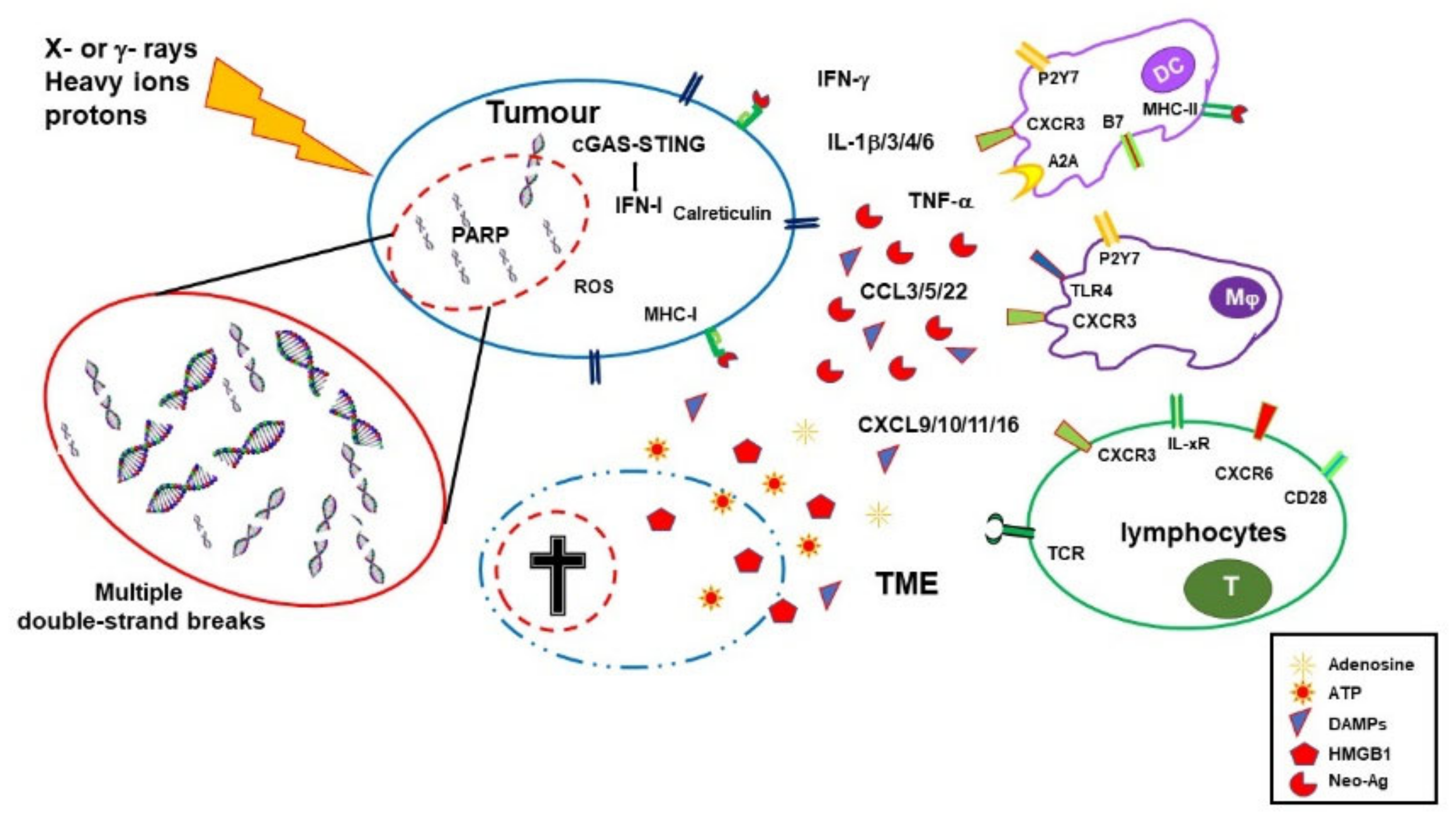 Cancers 15 01093 g001