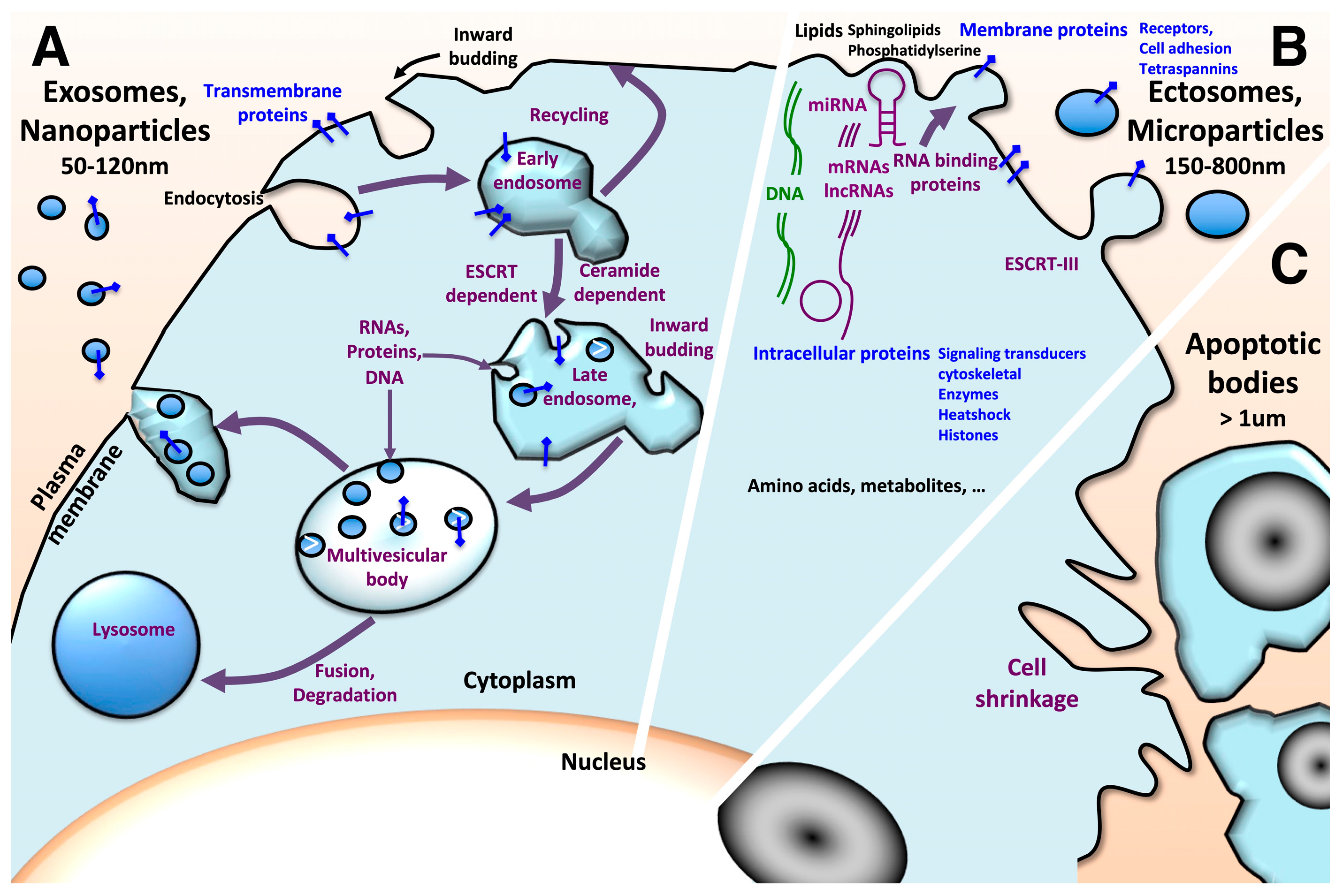 Cancers 15 01107 g001