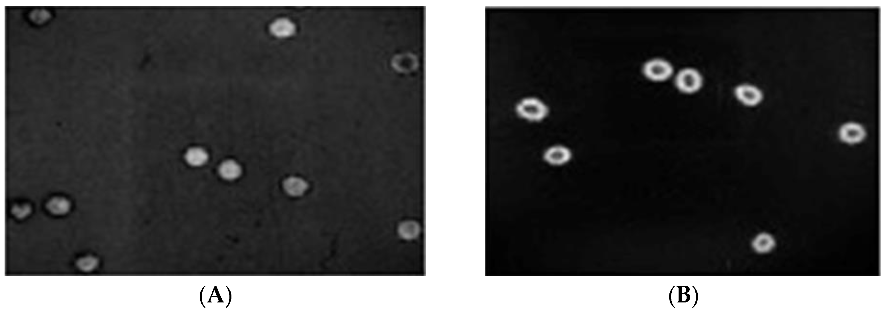 Cancers 15 01110 g001