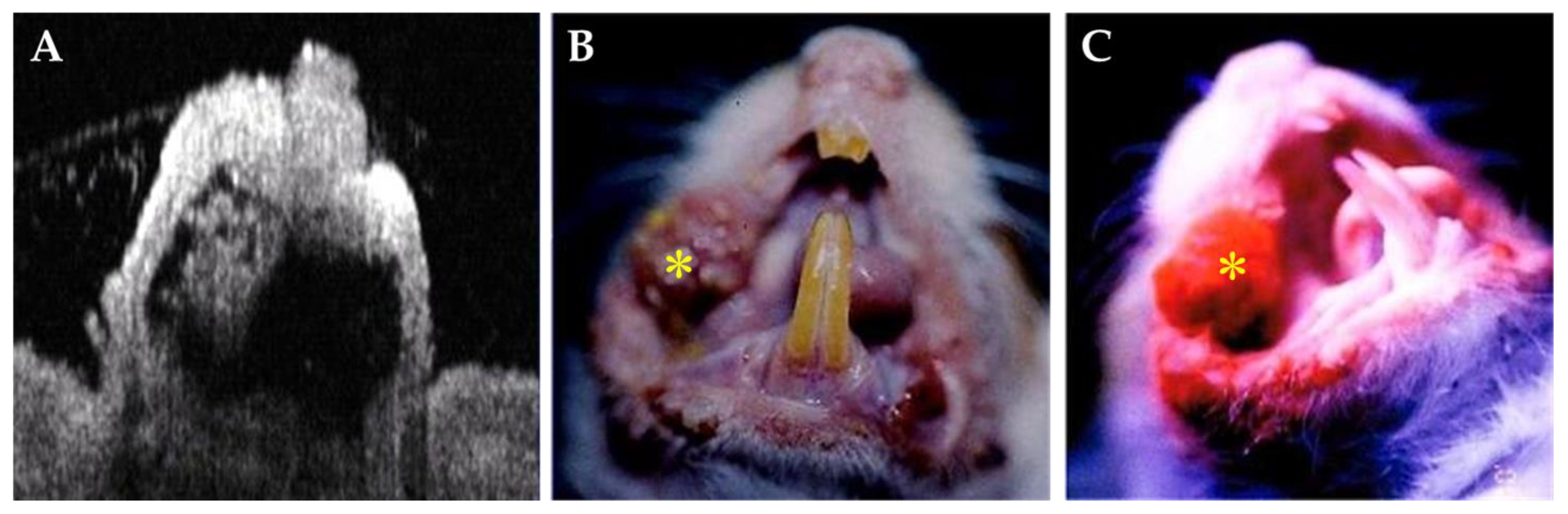 Cancers 15 01110 g003