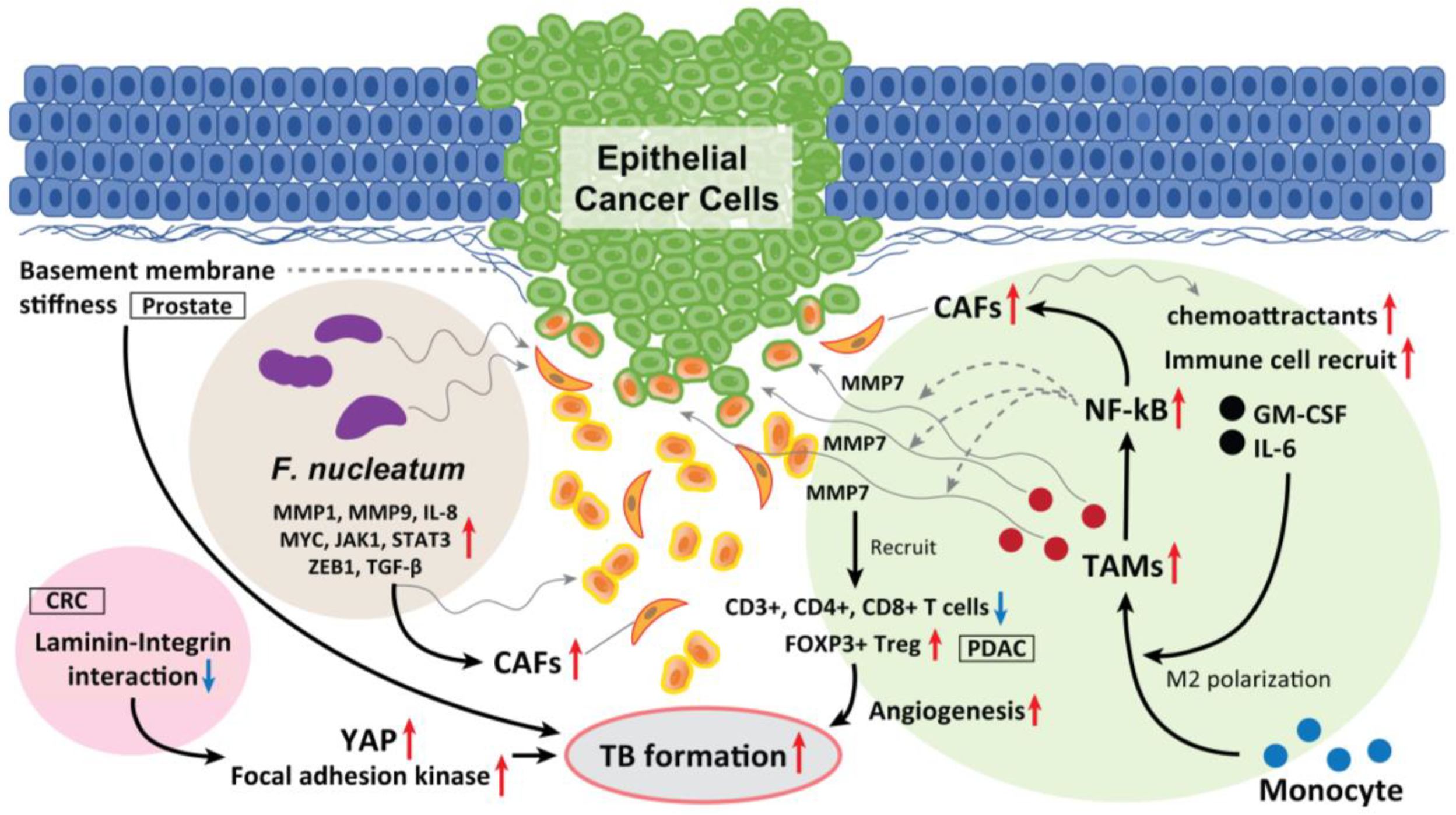Cancers 15 01111 g004