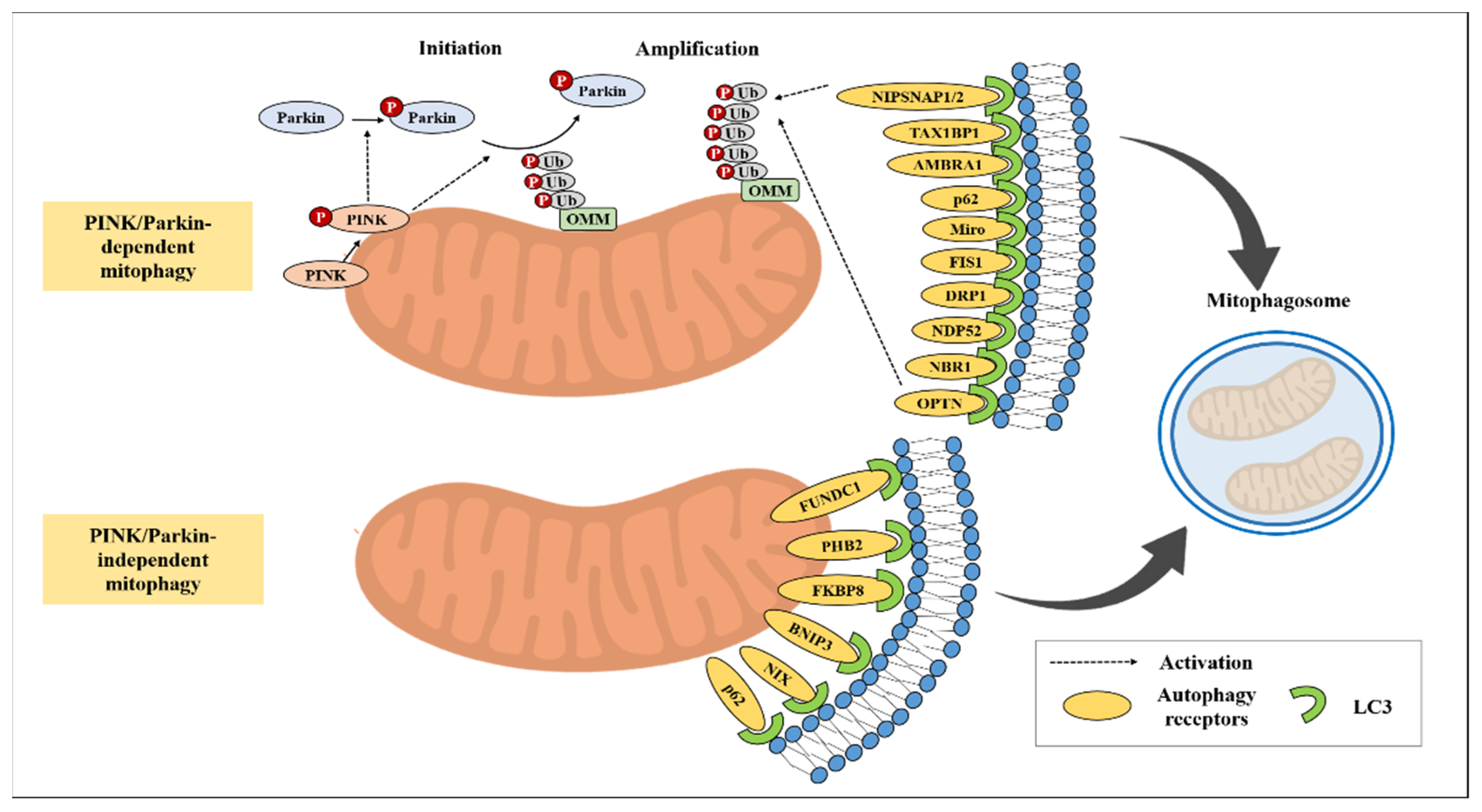 Cancers 15 01112 g002