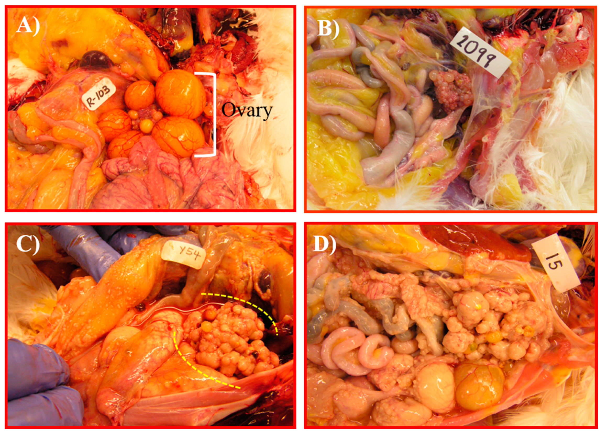 Cancers 15 01140 g004