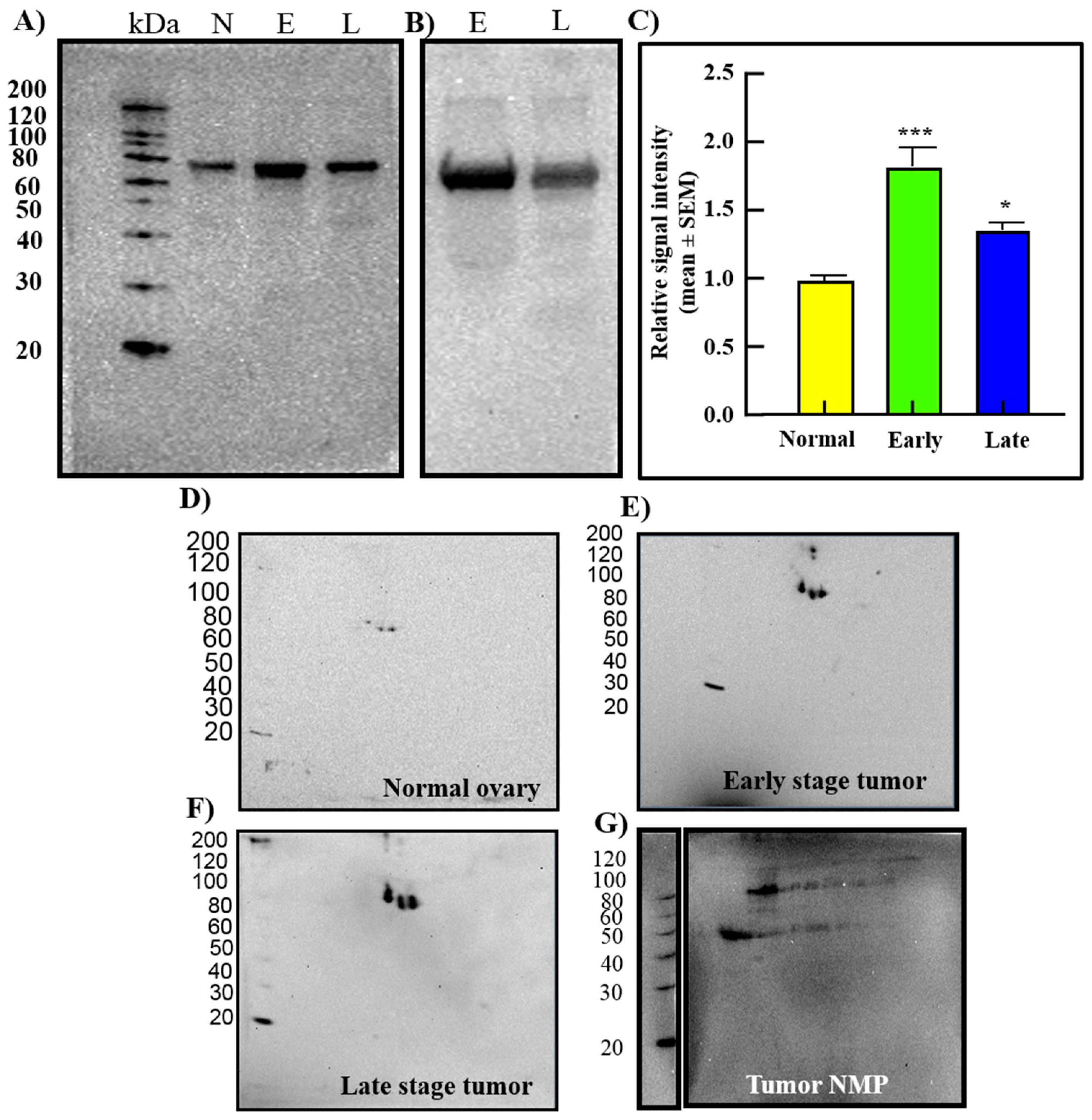 Cancers 15 01140 g008