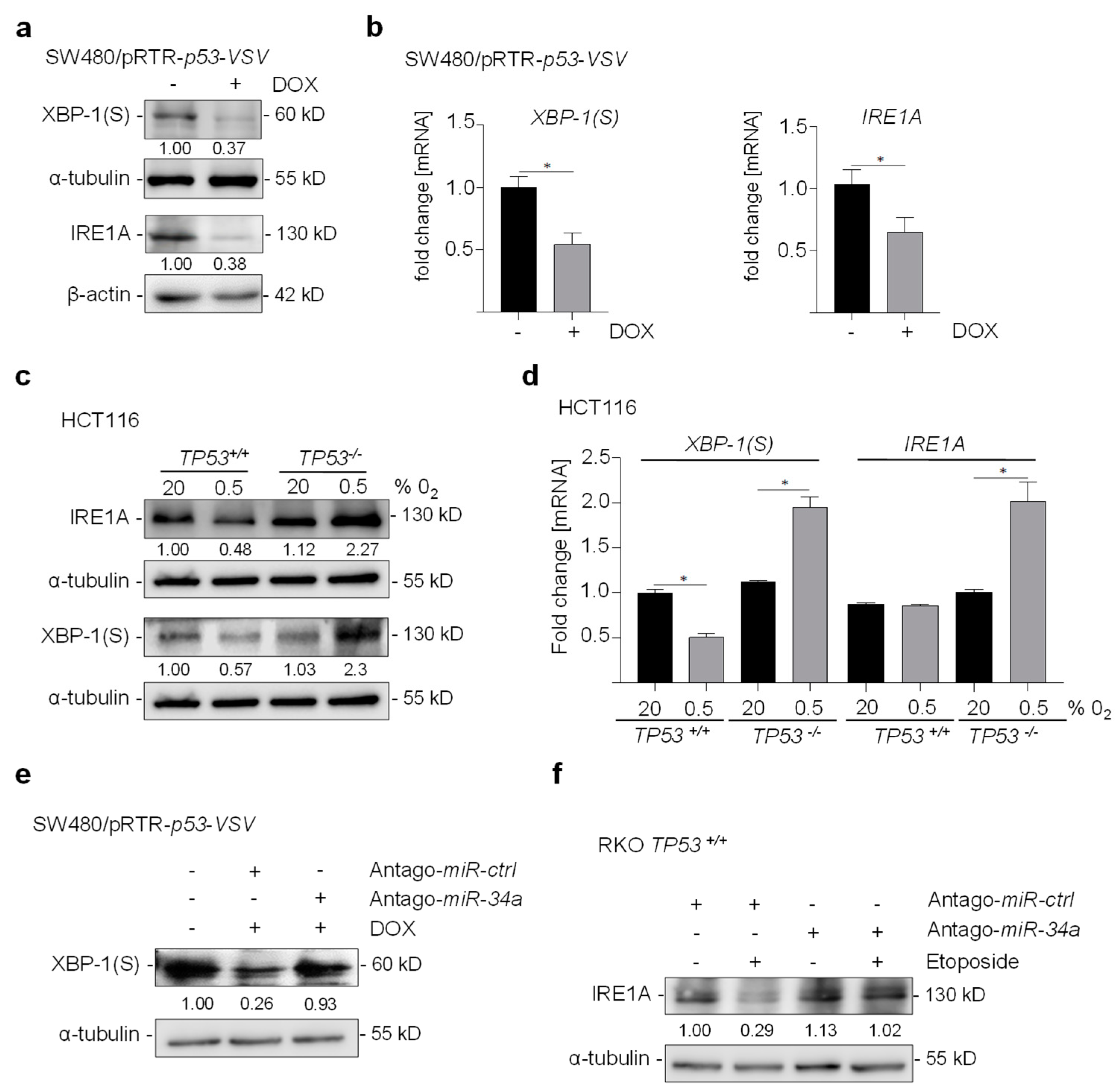 Cancers 15 01143 g003