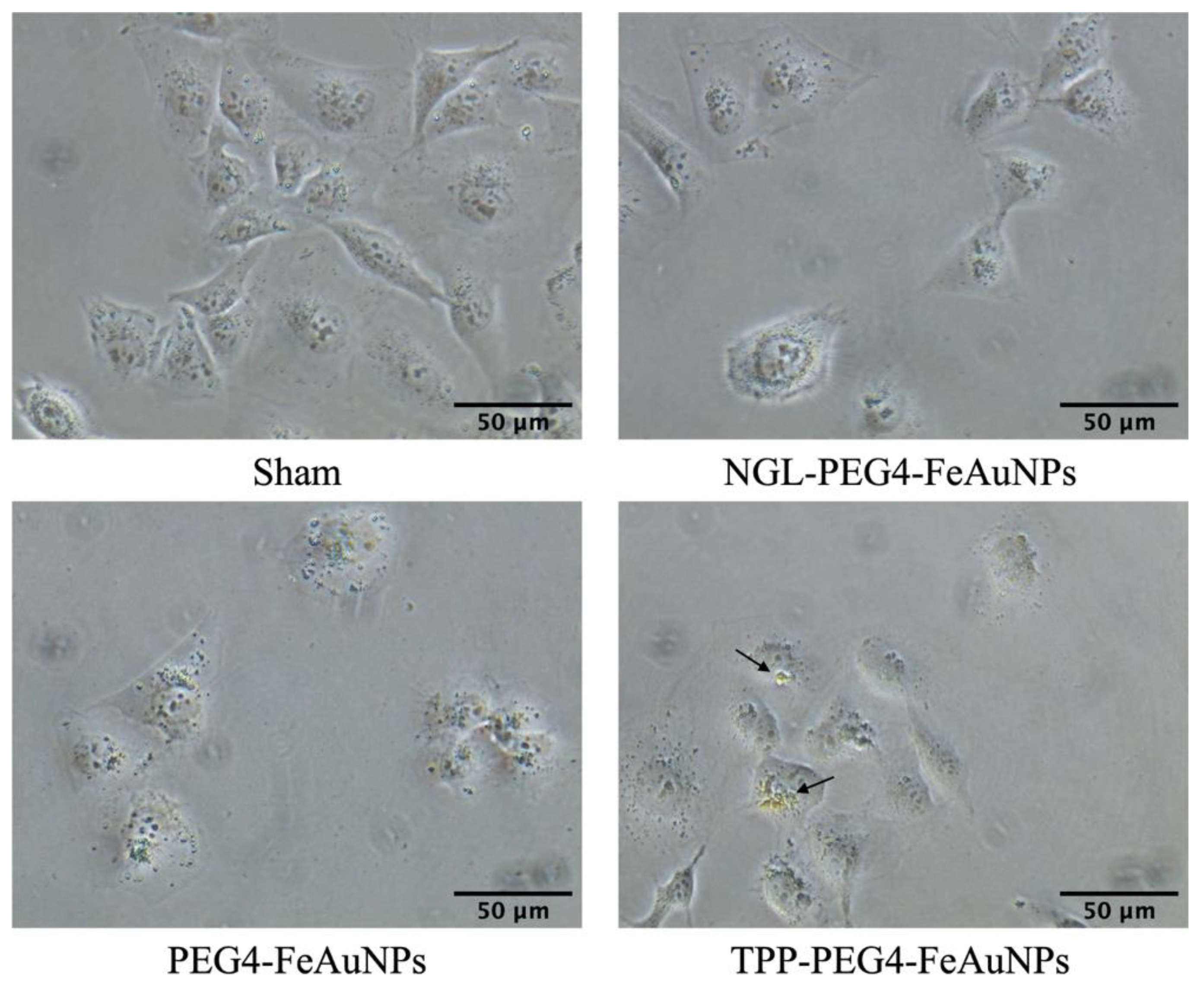 Cancers 15 01167 g002 Cancers 15 01167 g002