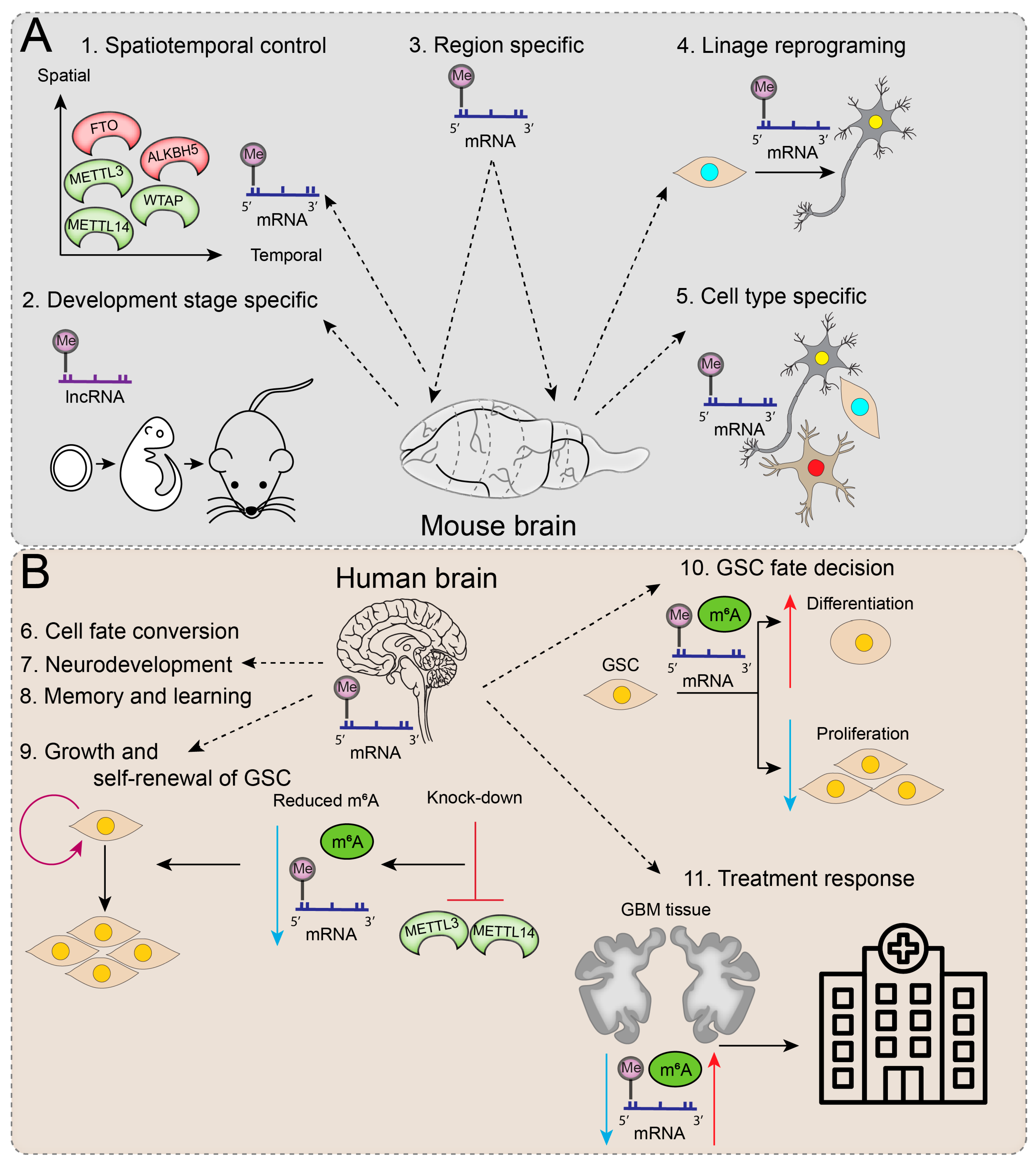 Cancers 15 01232 g002