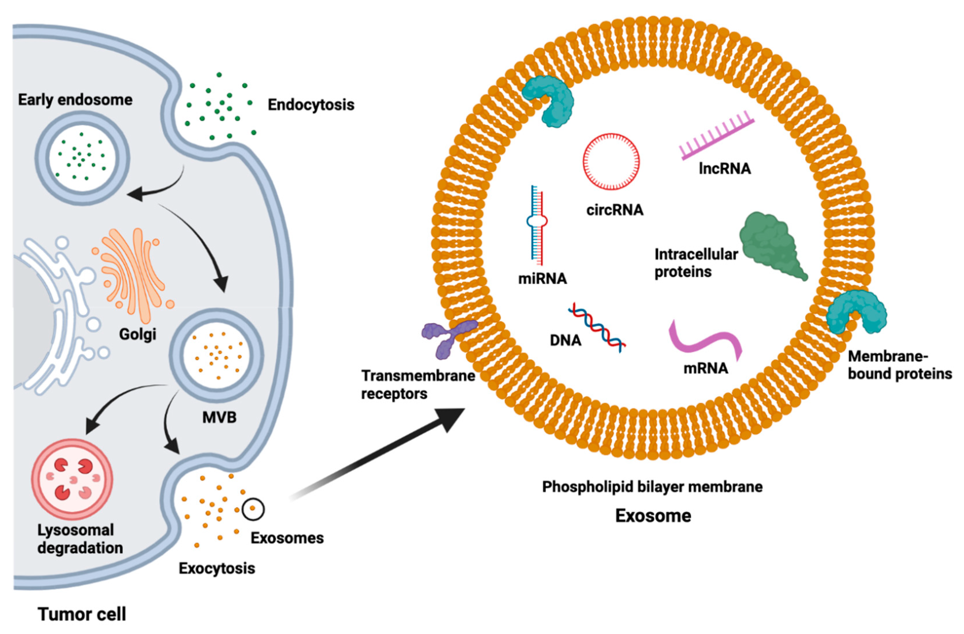 Cancers 15 01263 g001