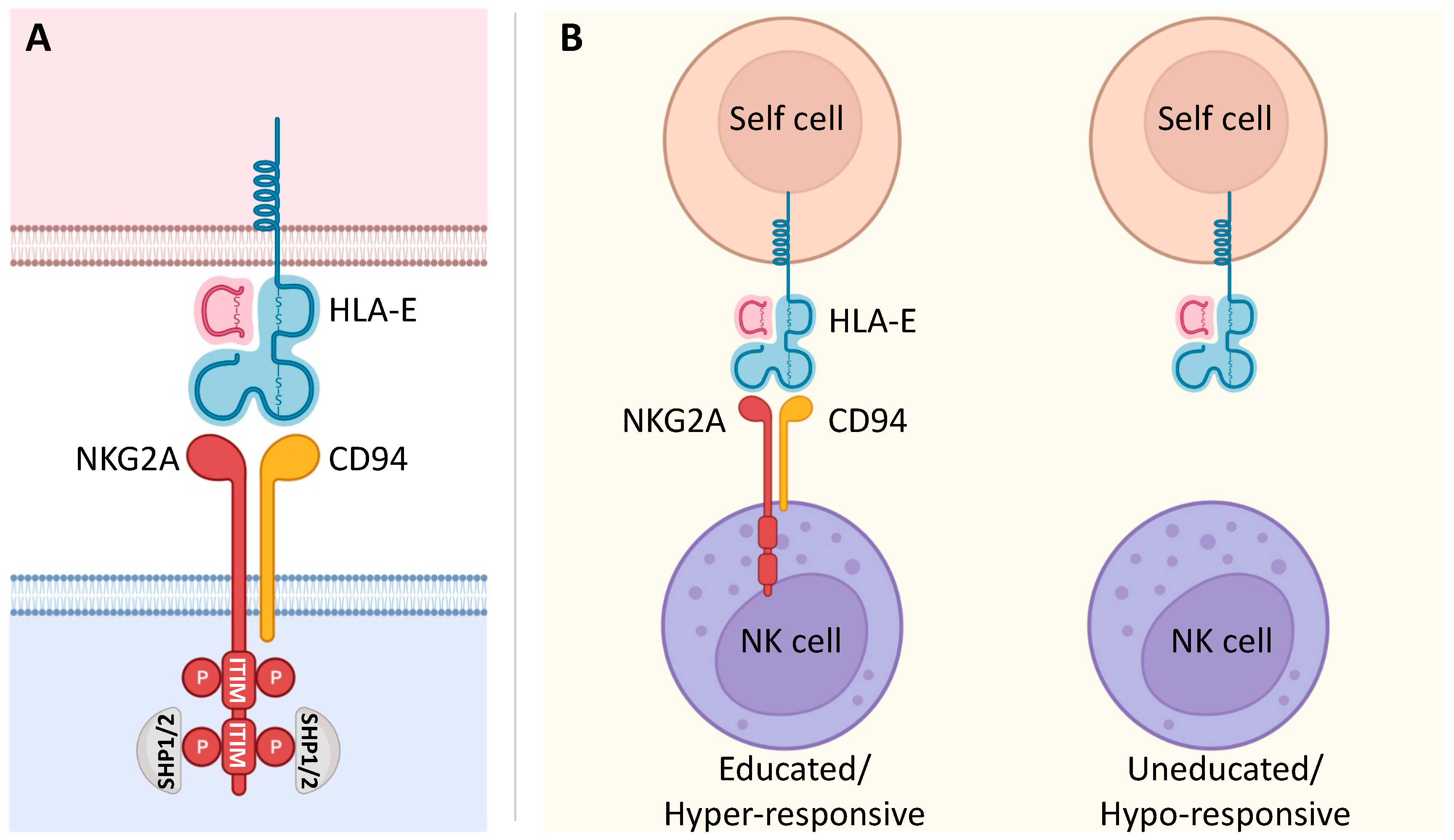 Cancers 15 01264 g001