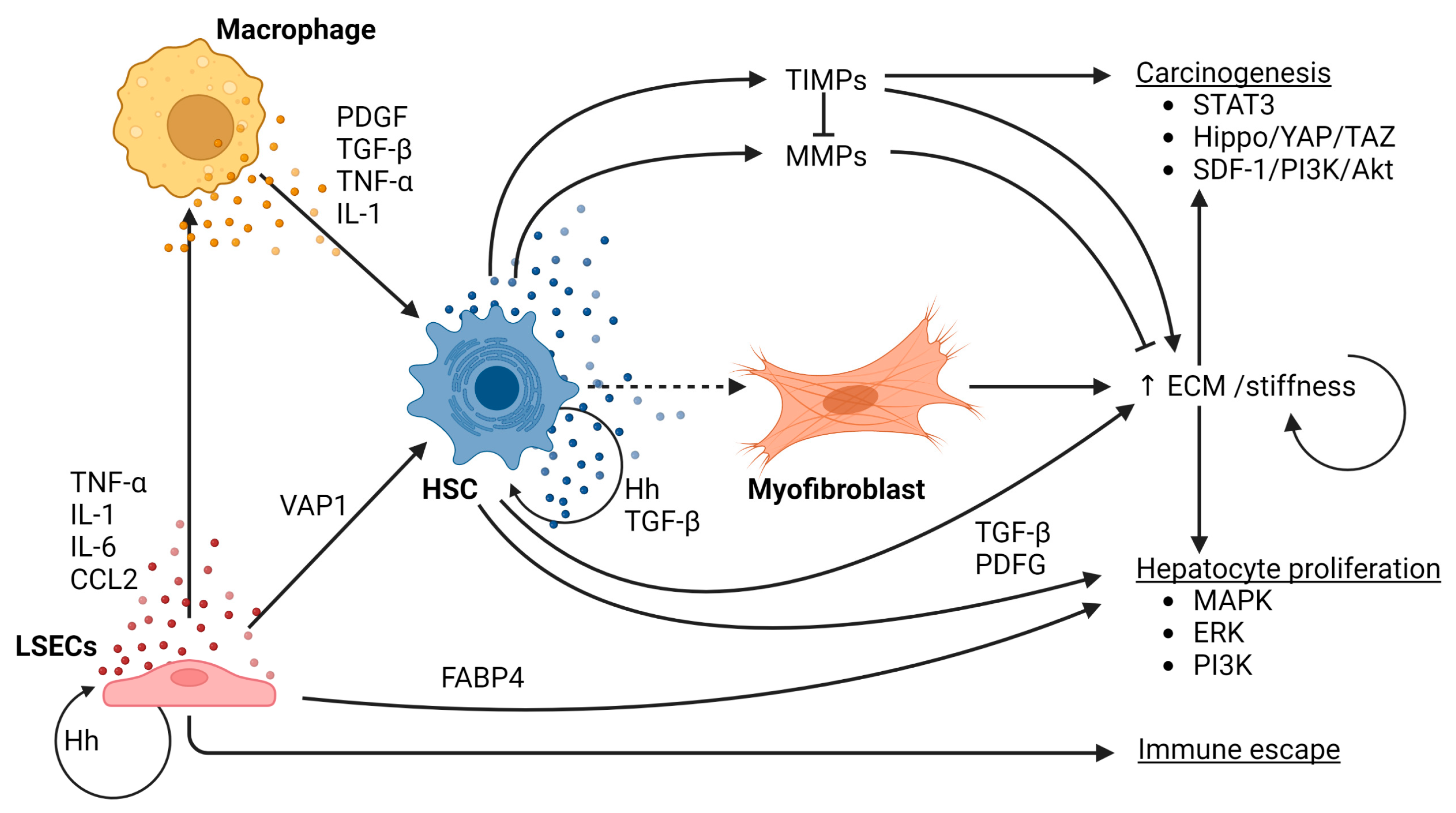 Cancers 15 01308 g002
