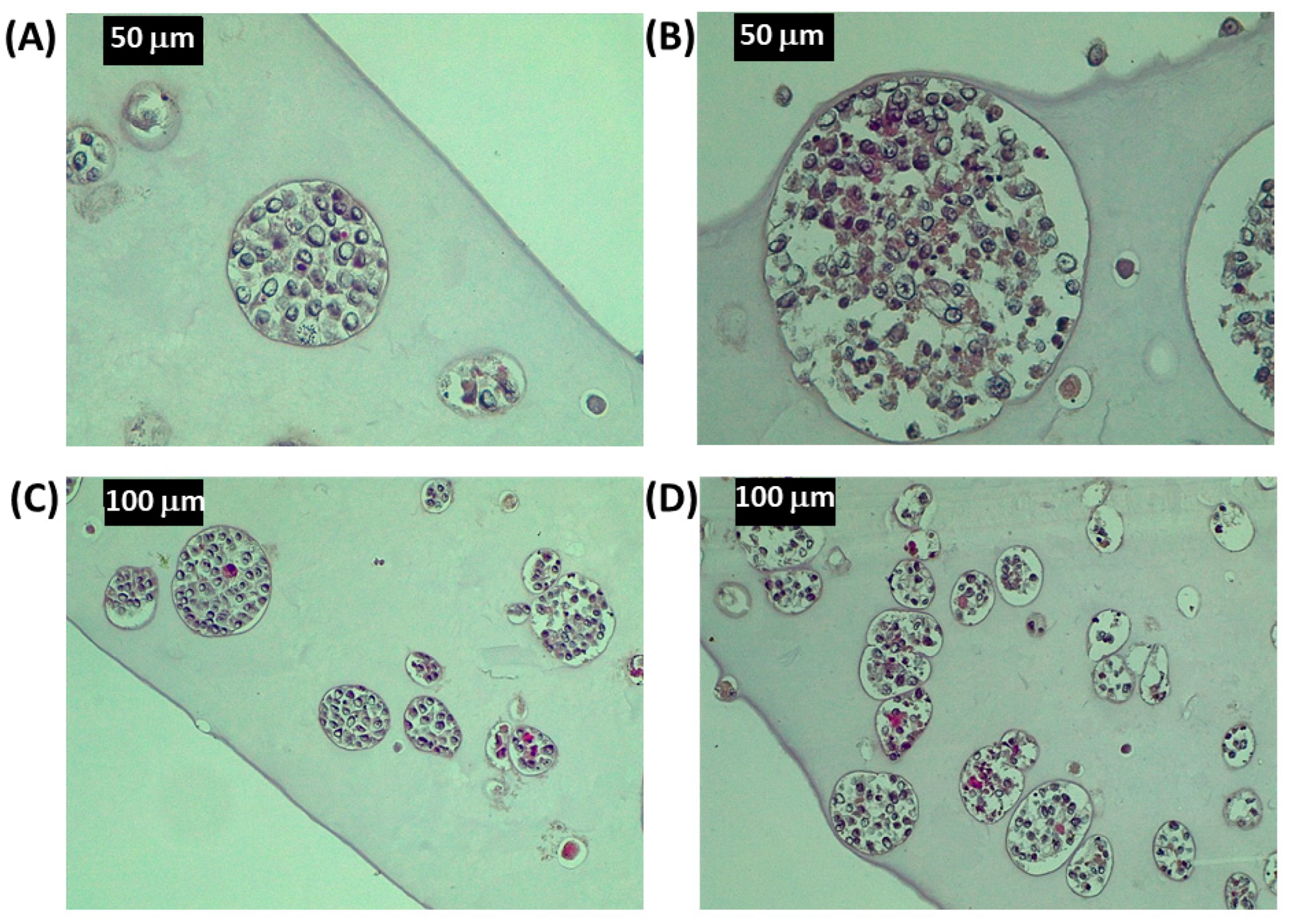 Cancers 15 01327 g005