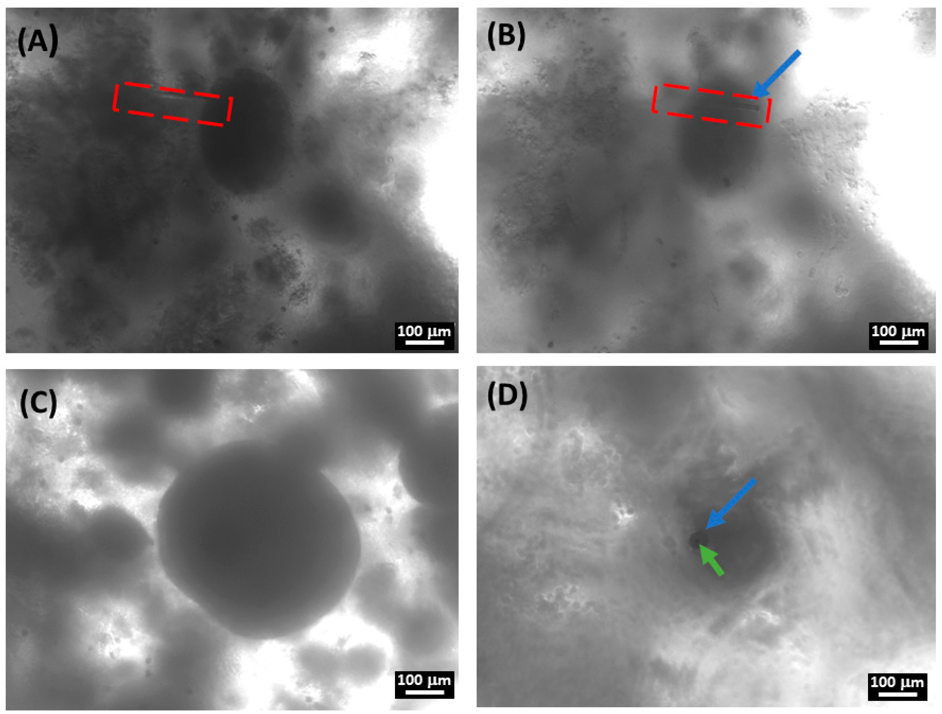 Cancers 15 01327 g007