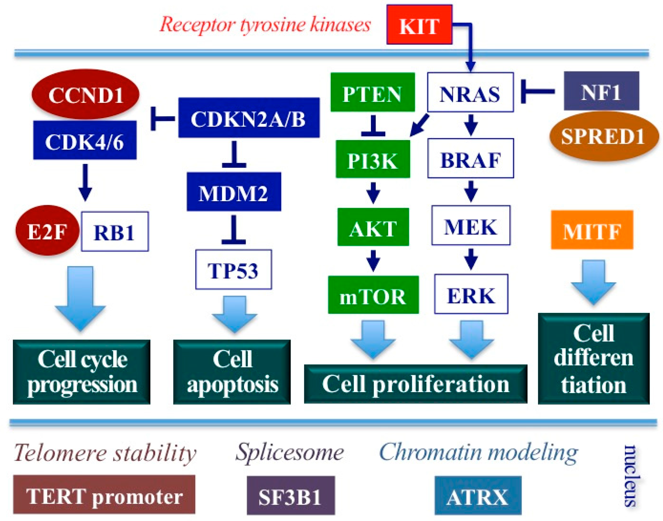 Cancers 15 01356 g001