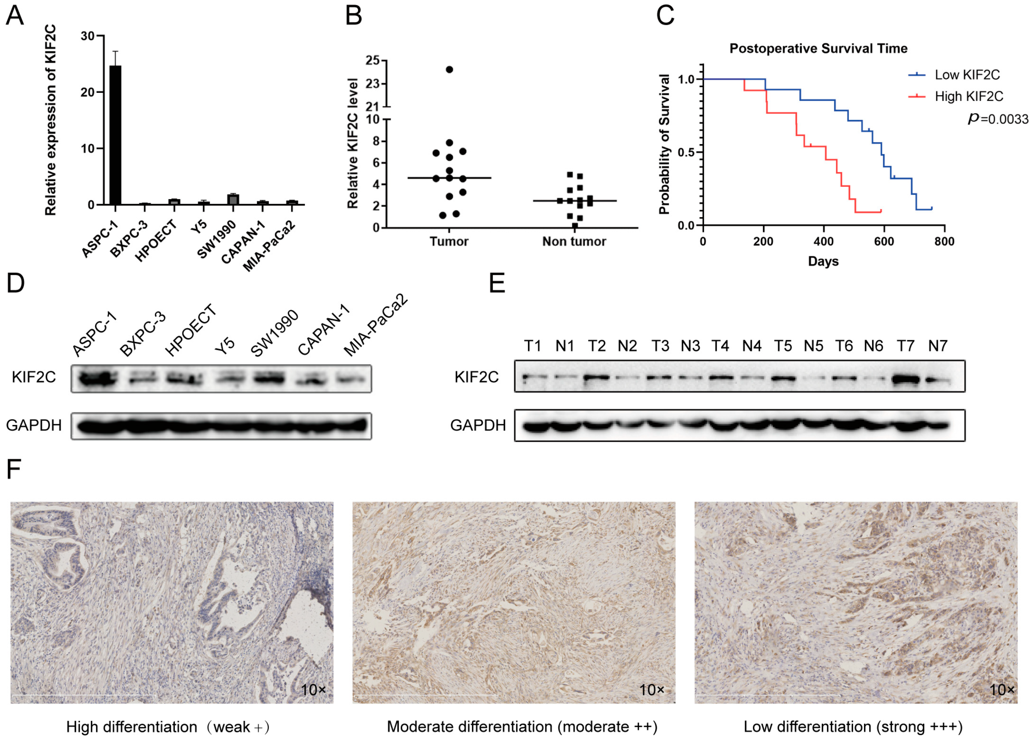 Cancers 15 01502 g002