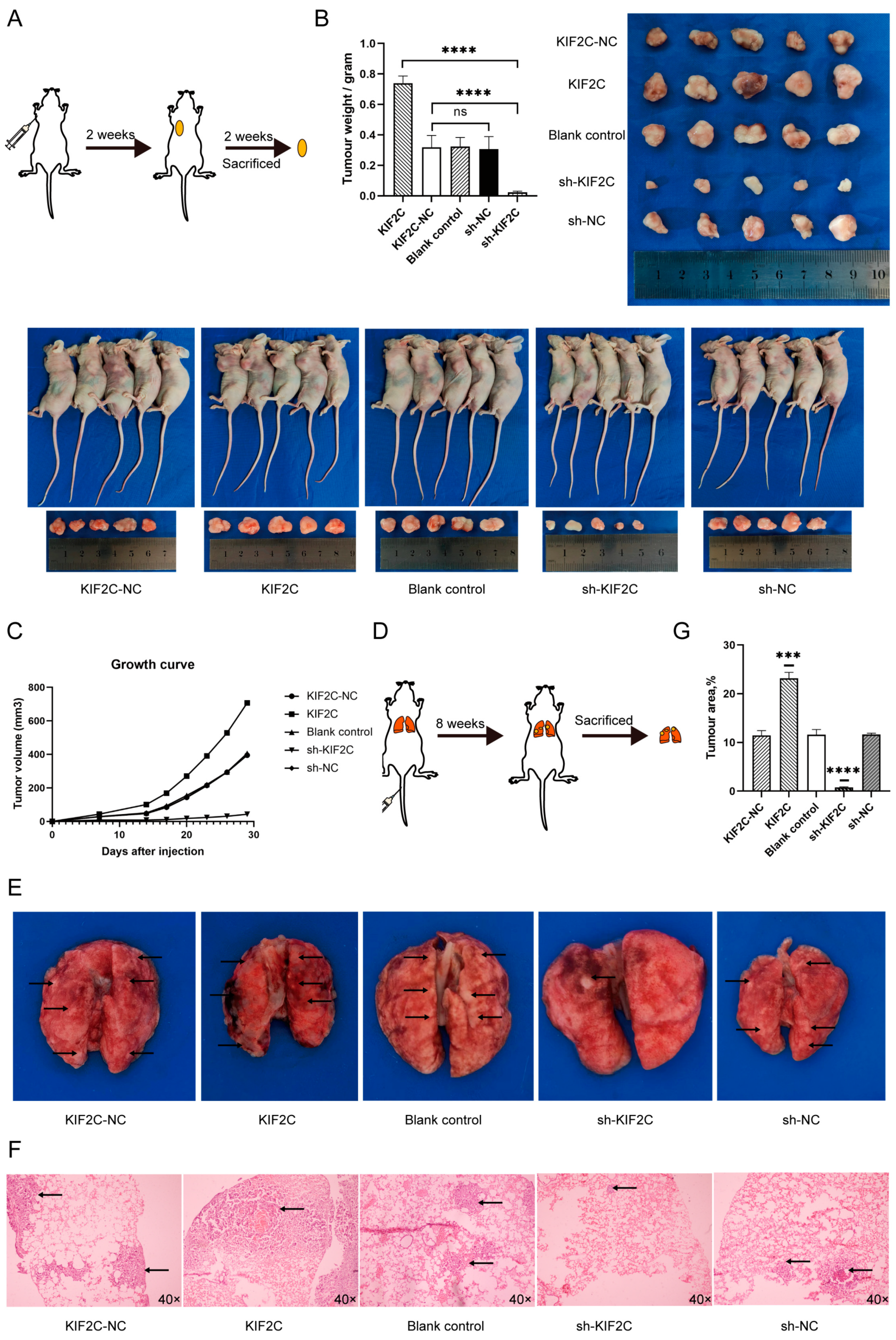 Cancers 15 01502 g005