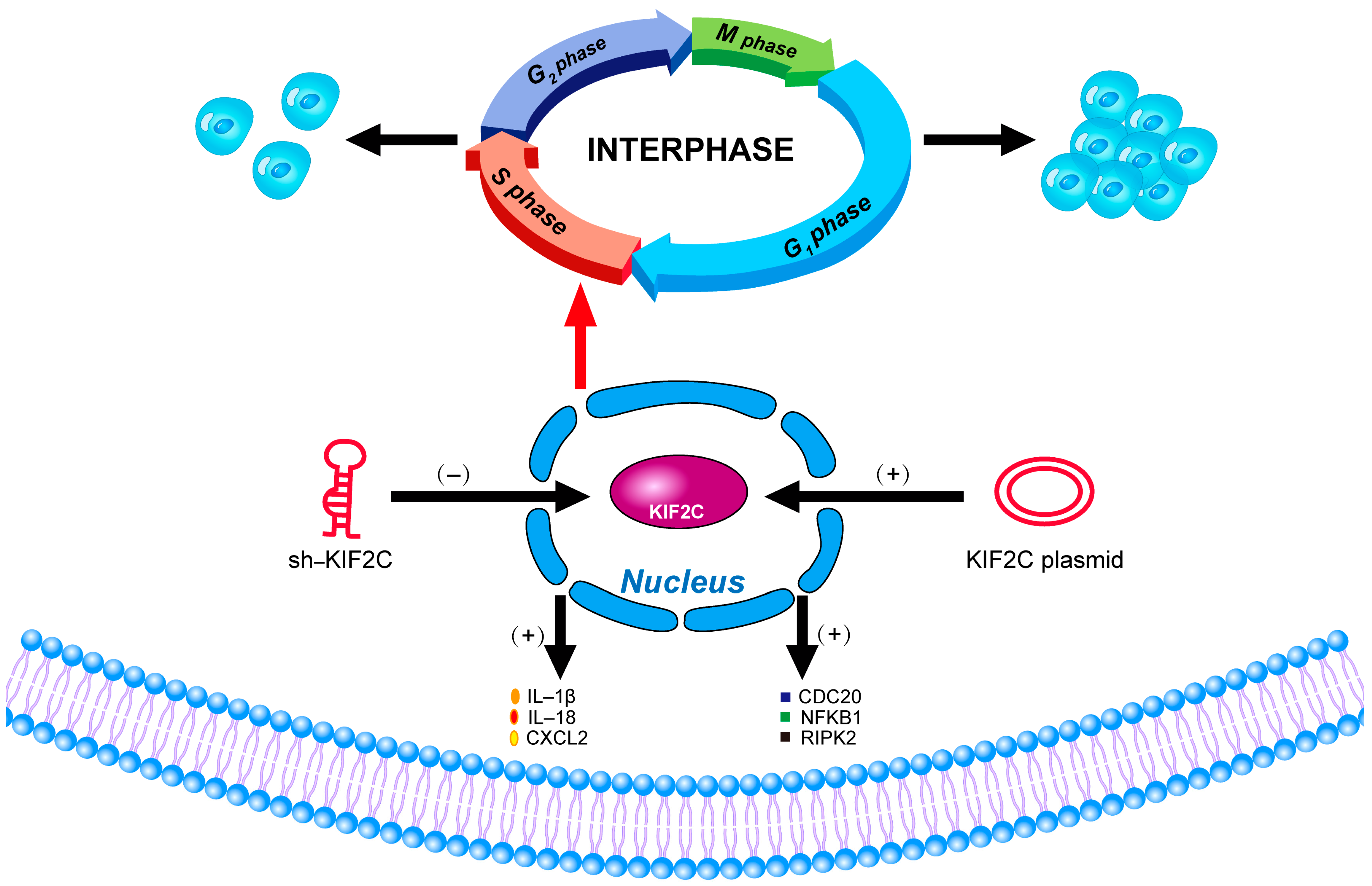 Cancers 15 01502 g007