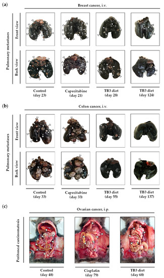 Cancers 15 01540 g008