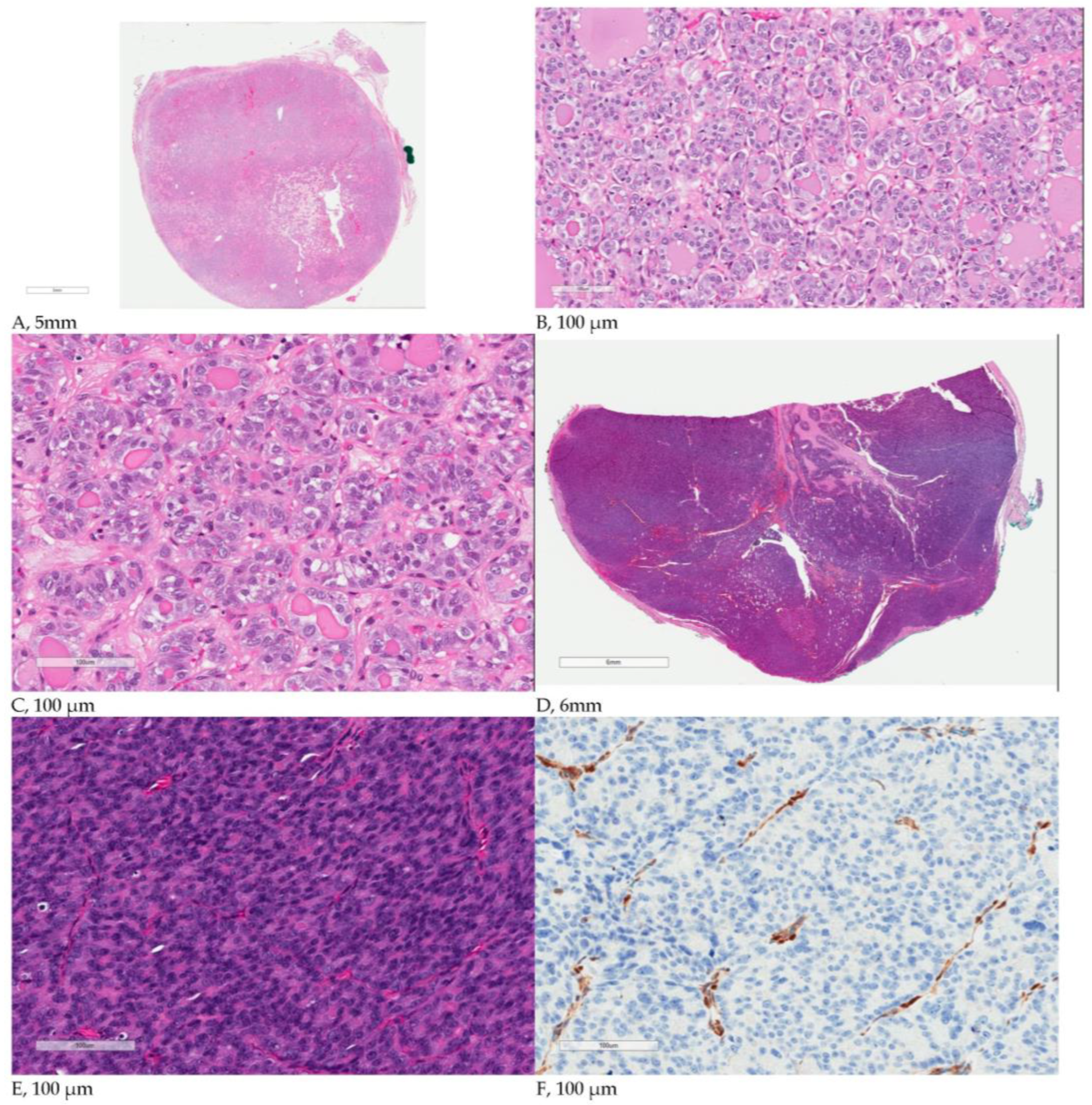 Cancers 15 01575 g001