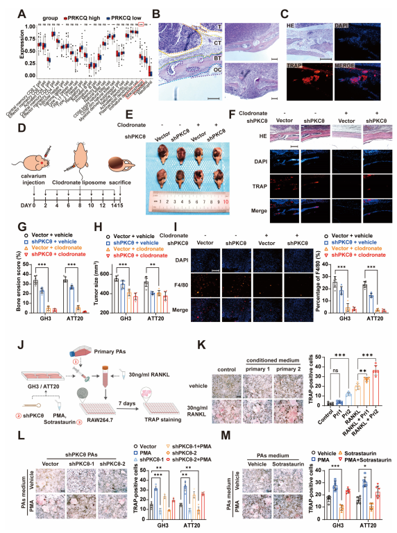 Cancers 15 01624 g004