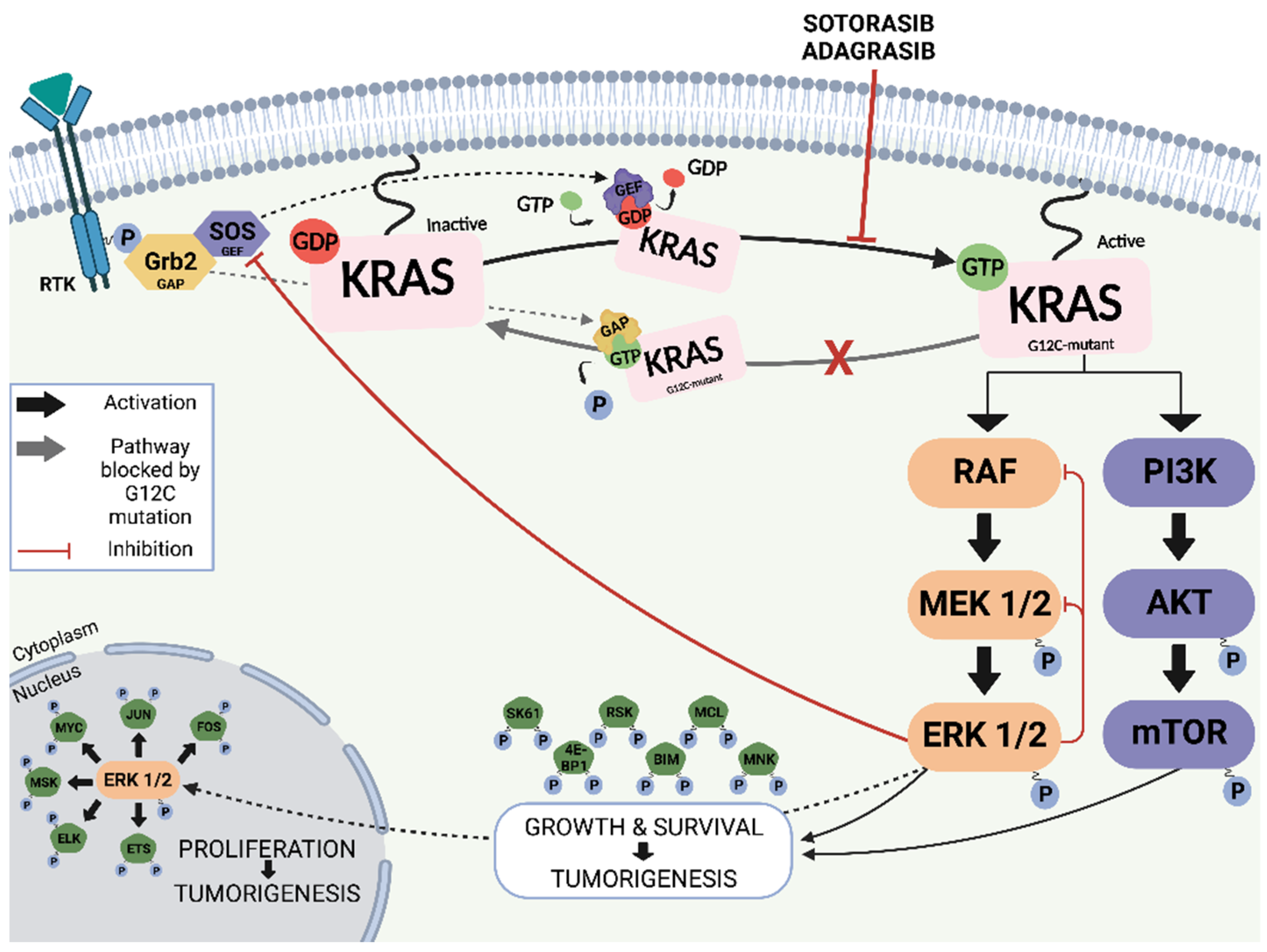Cancers 15 01635 g001