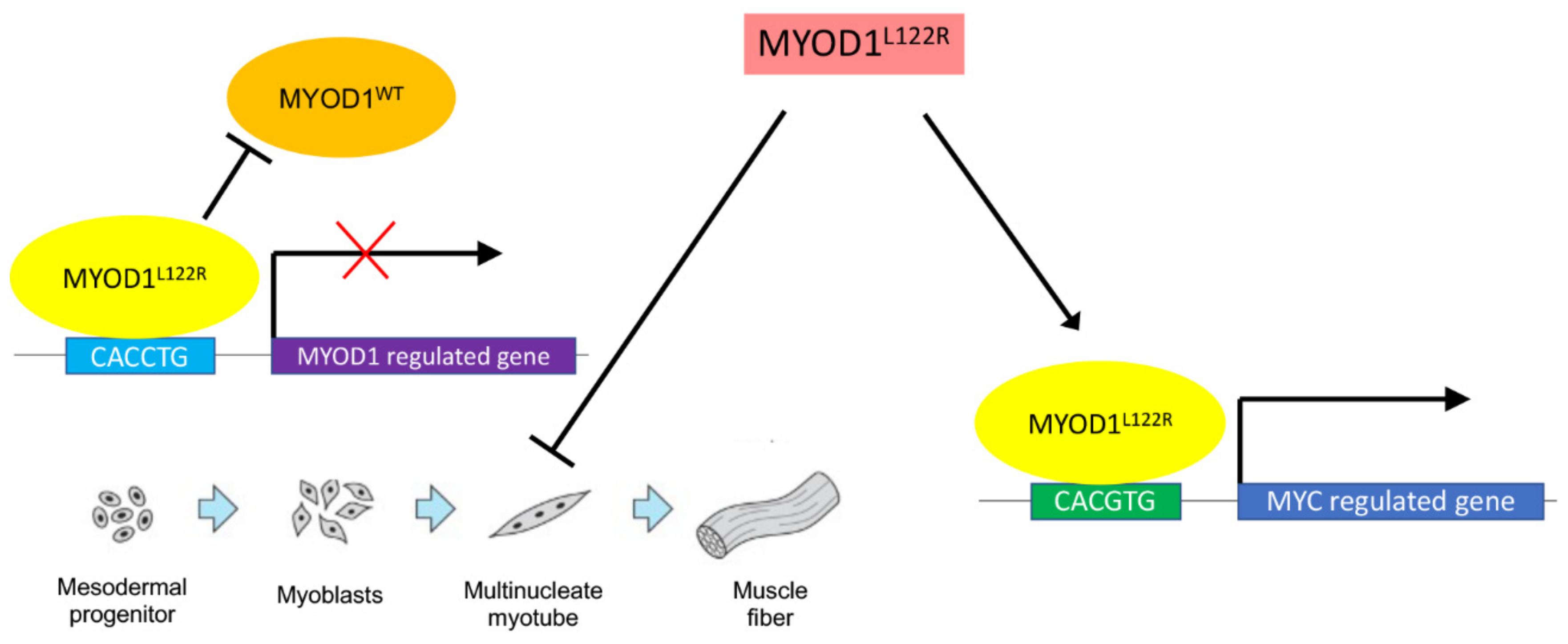 Cancers 15 01644 g001