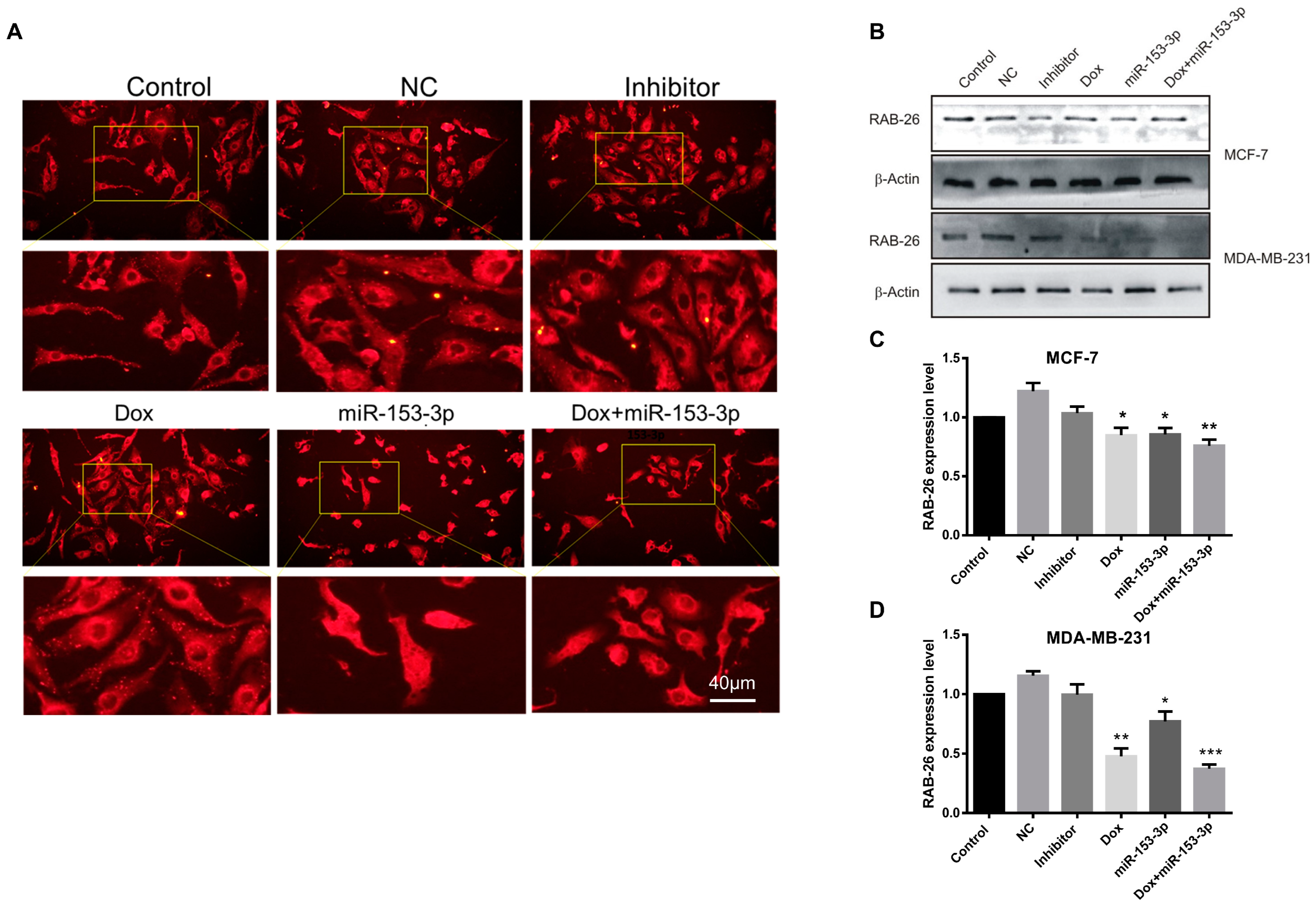 Cancers 15 01724 g010