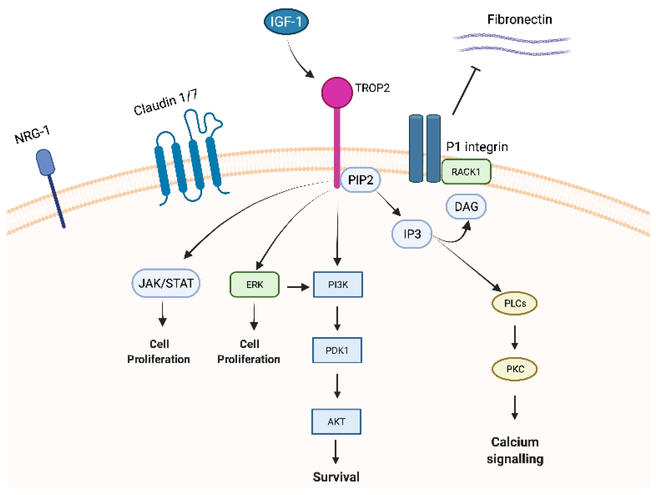 Cancers 15 01744 g001