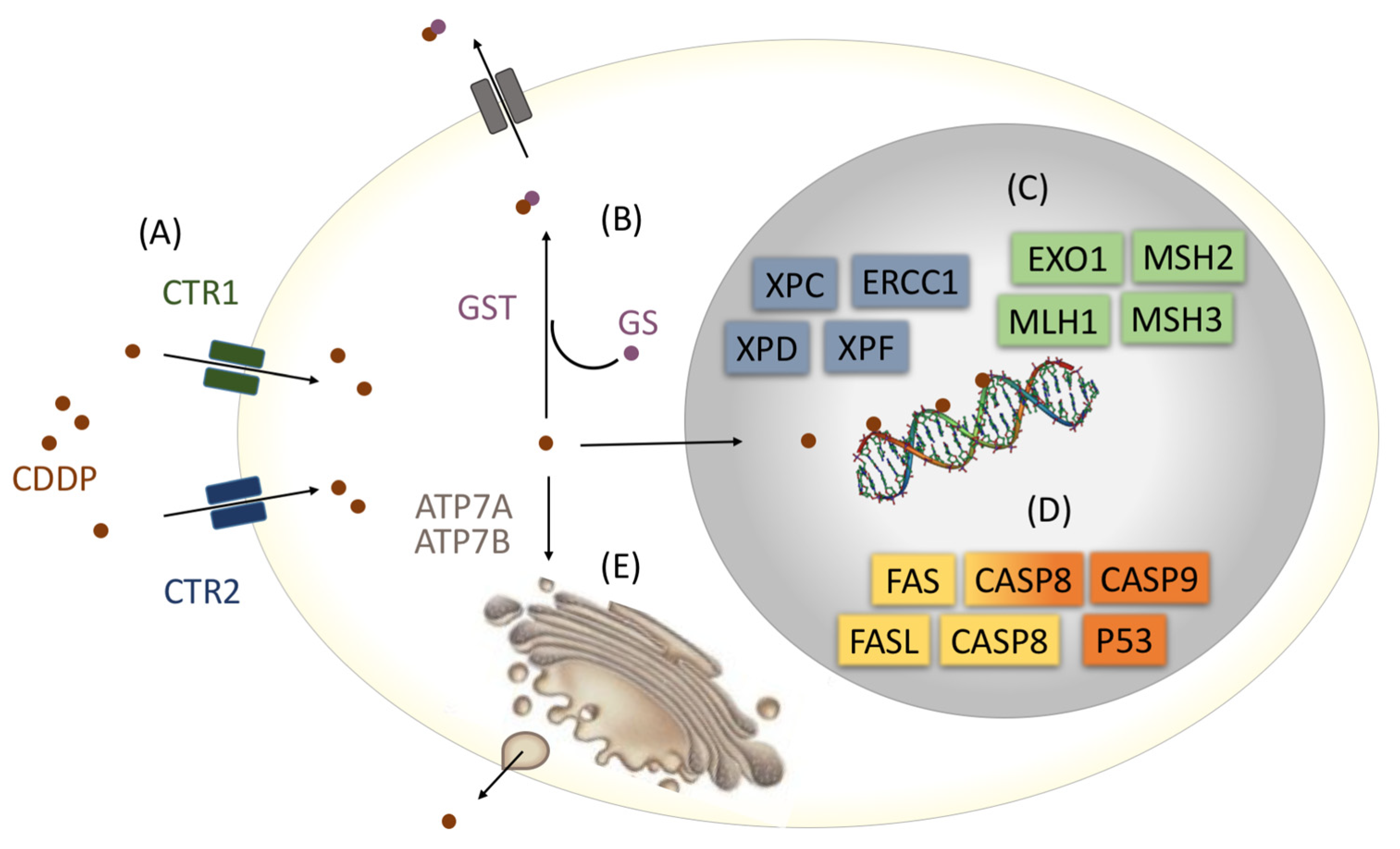 Cancers 15 01759 g001