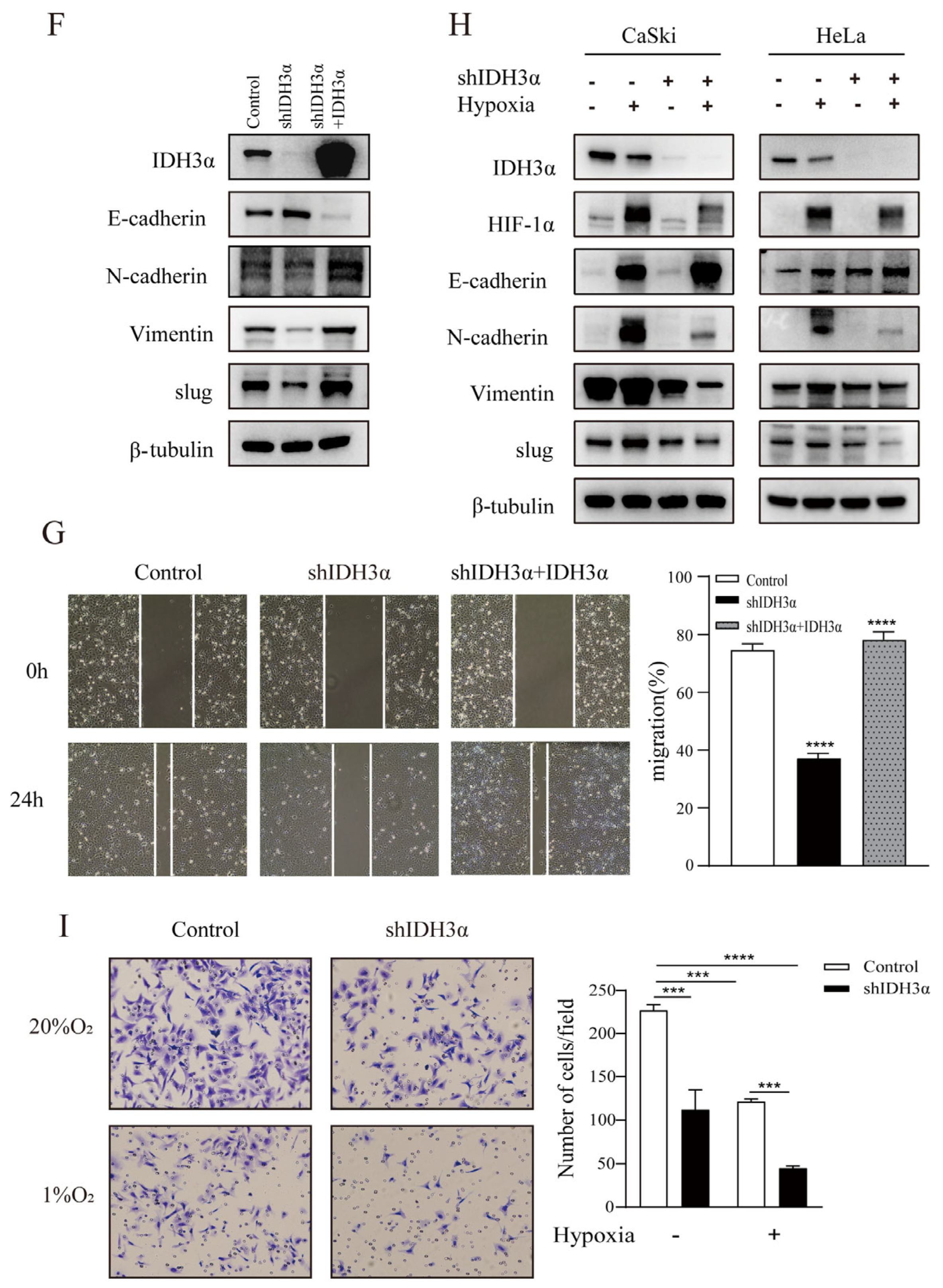 Cancers 15 01802 g003b